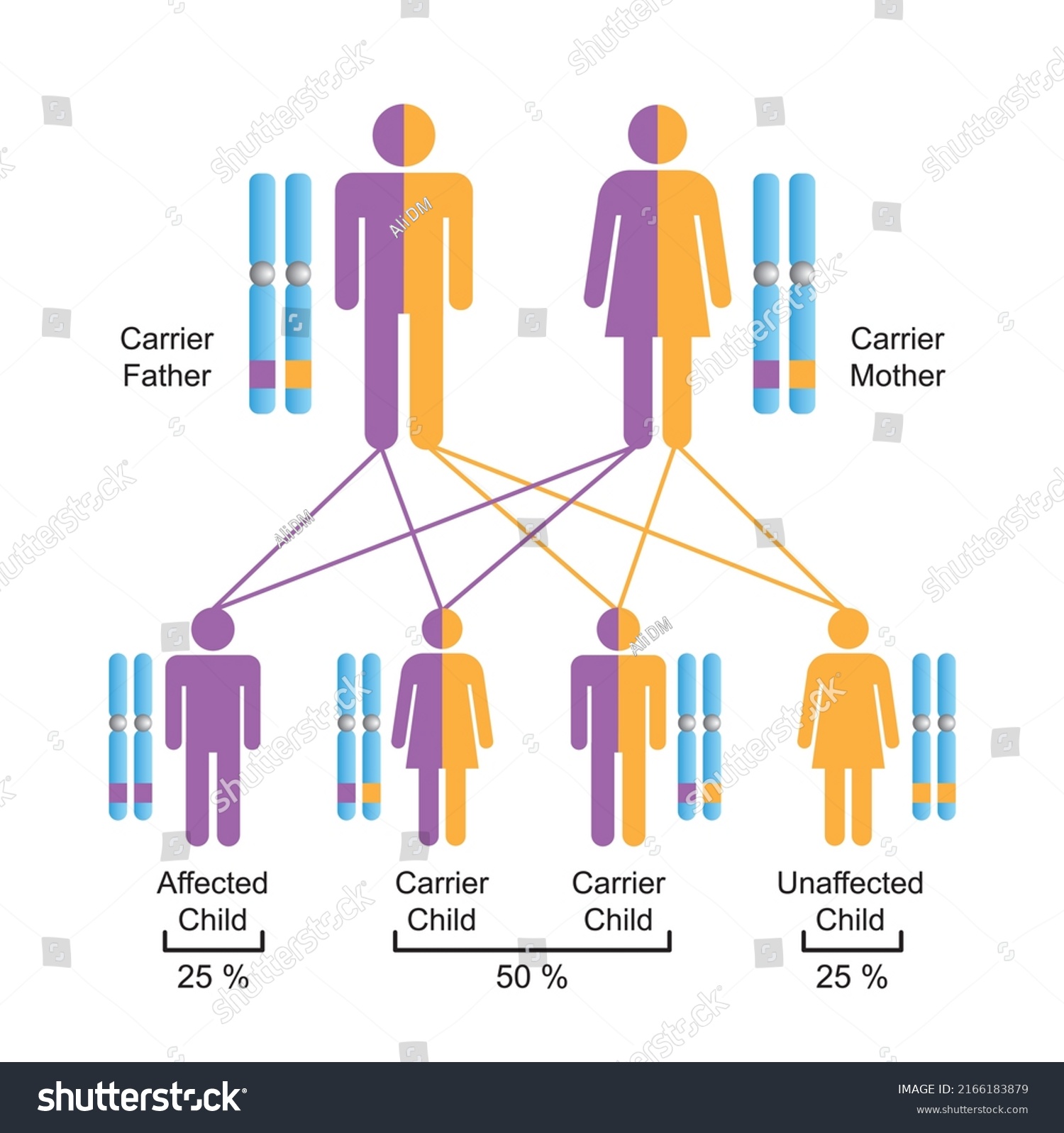 Scientific Designing Autosomal Recessive Inheritance Colorful Stock ...