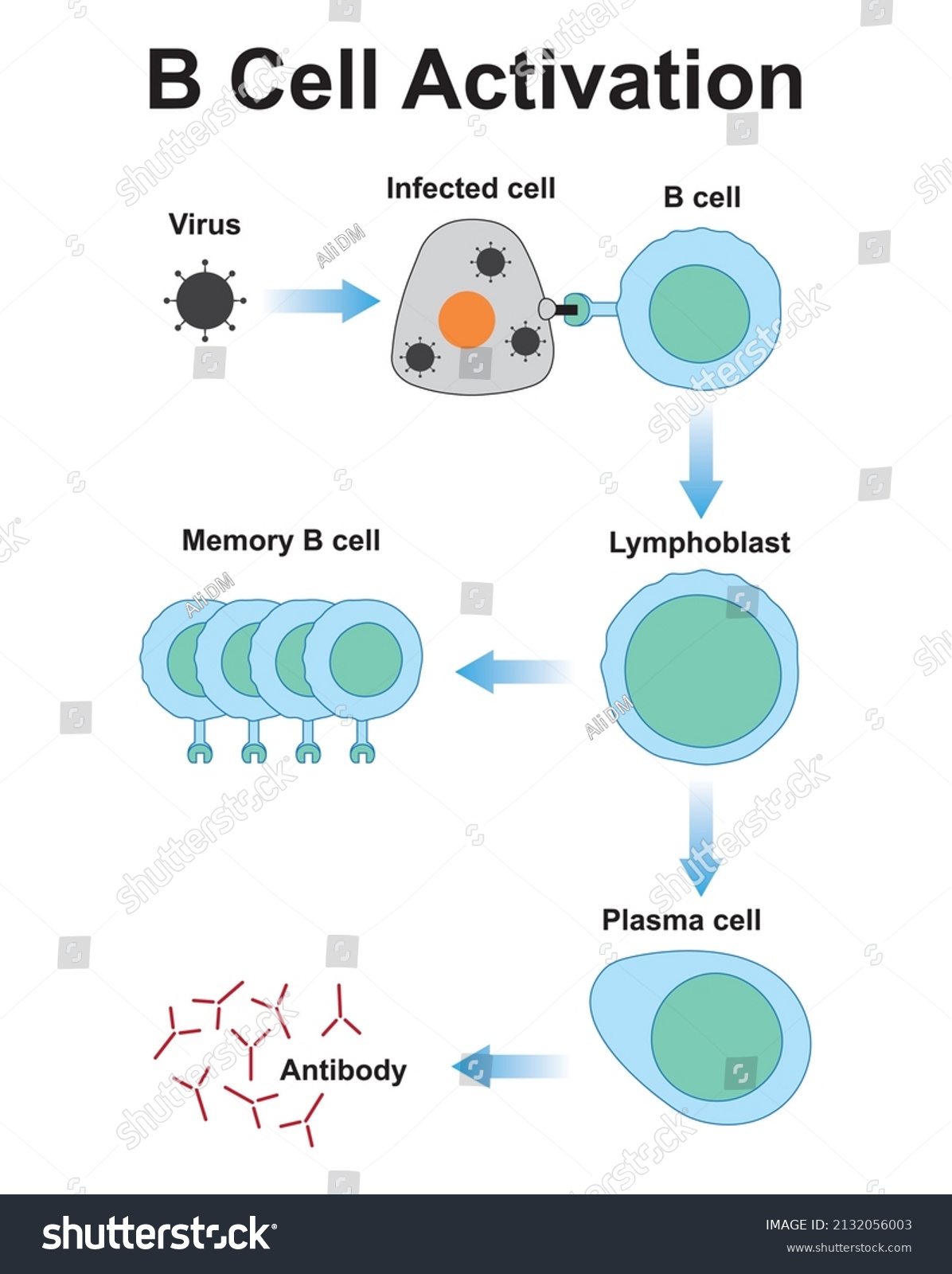 Scientific Designing B Cell Activation Germinal Stock Vector (Royalty ...