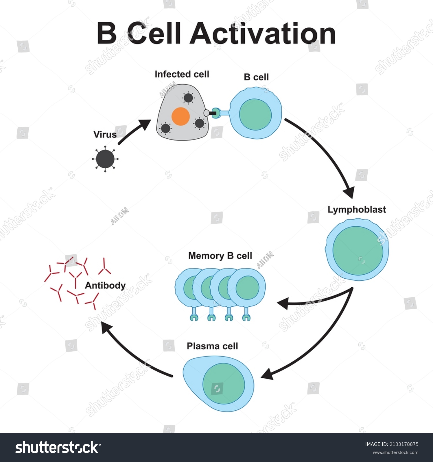 Scientific Designing B Cell Activation Germinal Stock Vector (Royalty ...