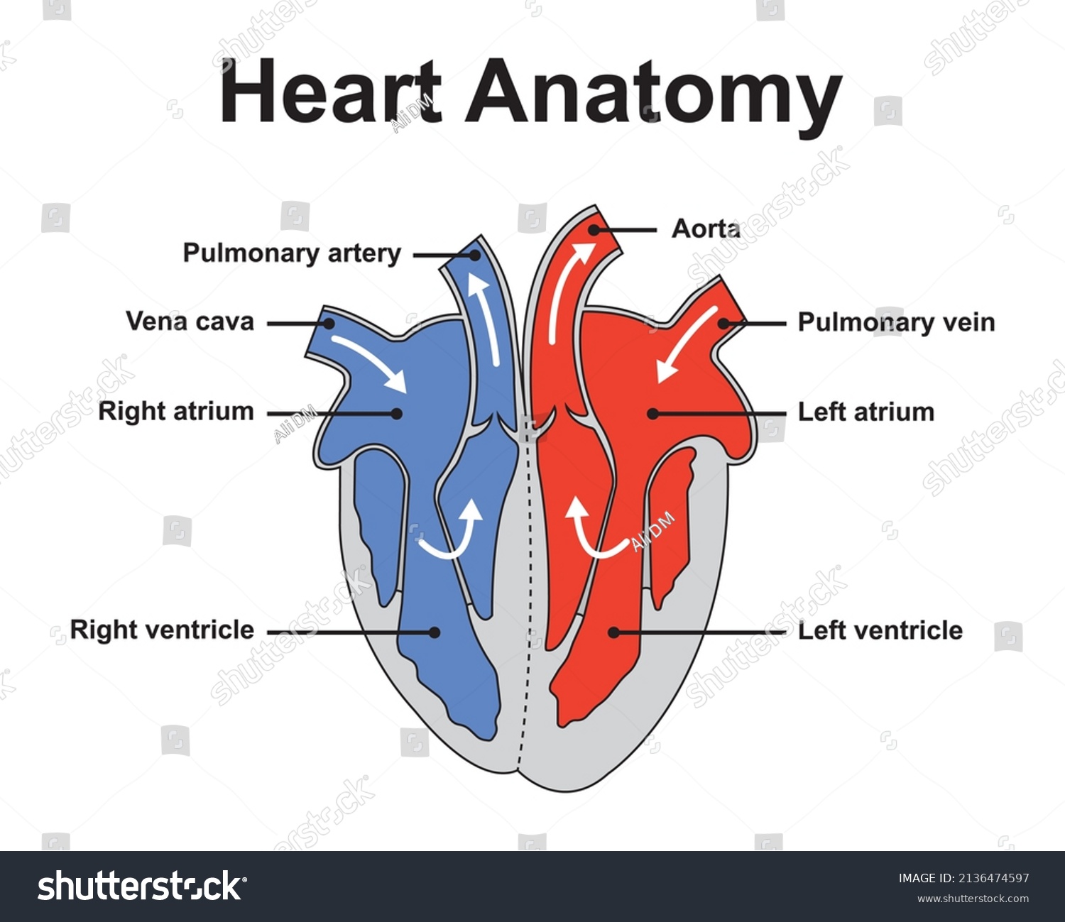 Scientific Designing Basic Anatomy Heart Blood Stock Vector (Royalty ...