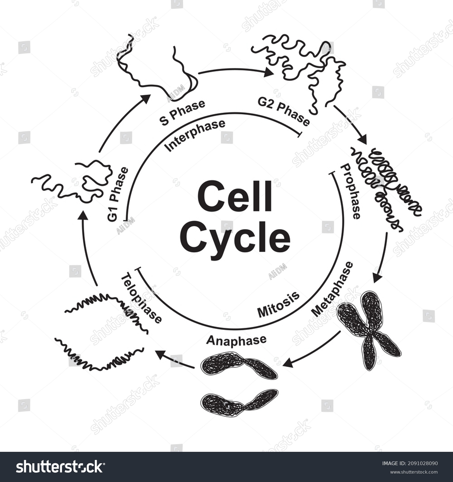 Scientific Designing Cell Cycle Showing Dna Stock Vector Royalty Free Biology Diagrams