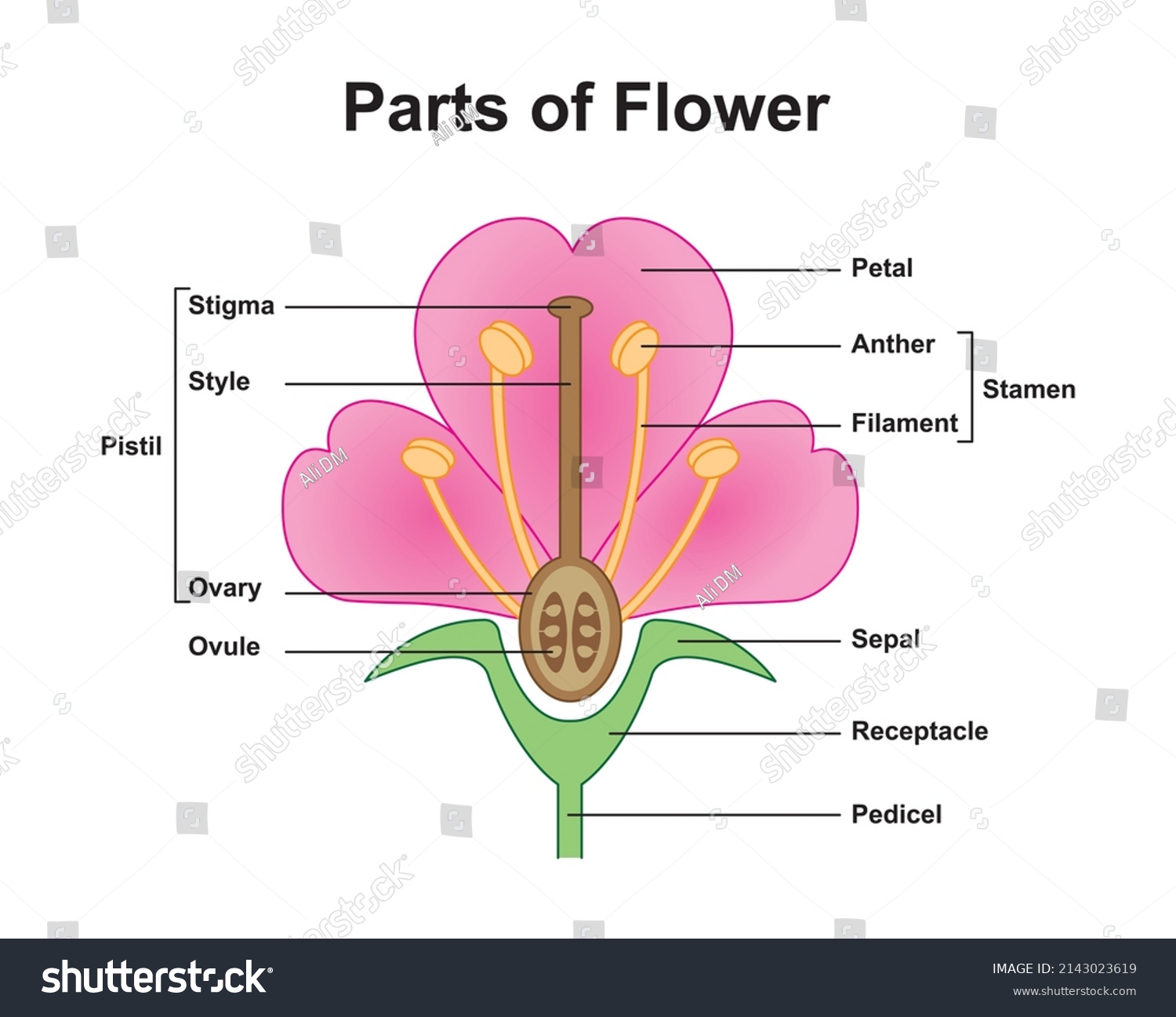 Scientific Designing Flower Anatomy Parts Flower Stock Vector (Royalty ...