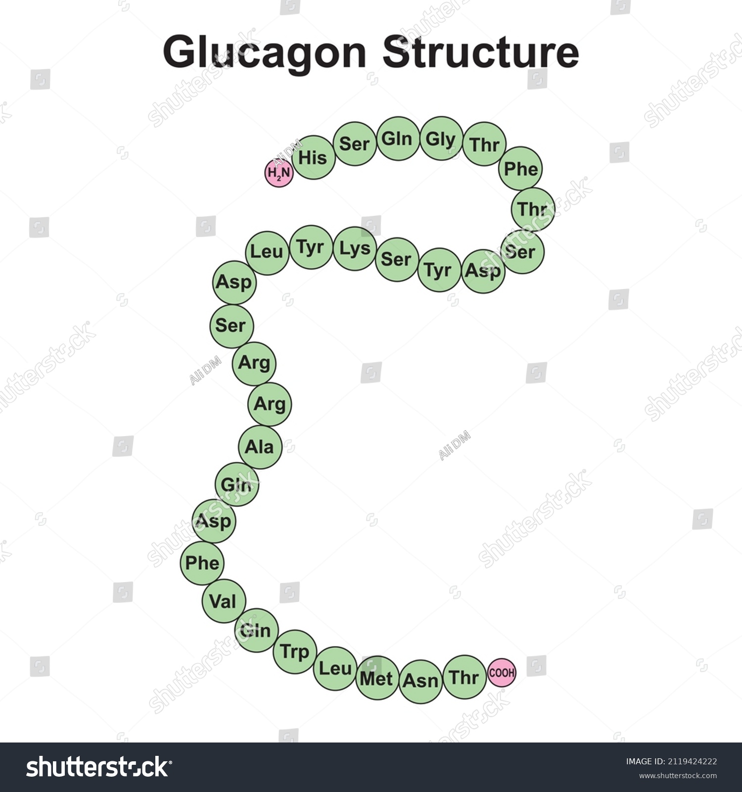 Scientific Designing Glucagon Structure Colorful Symbols Stock Vector ...