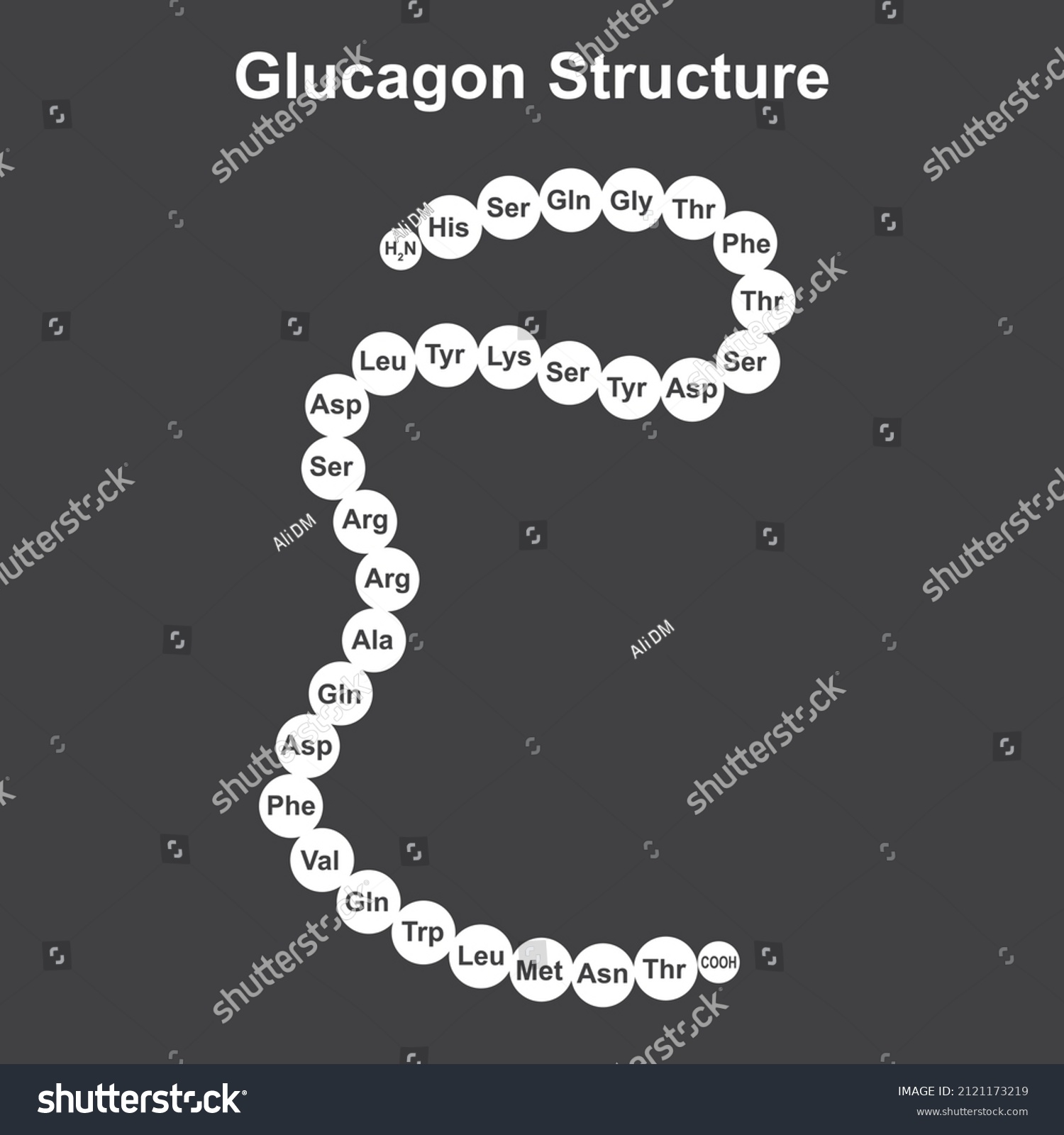 Scientific Designing Glucagon Structure Isolated On Stock Vector ...