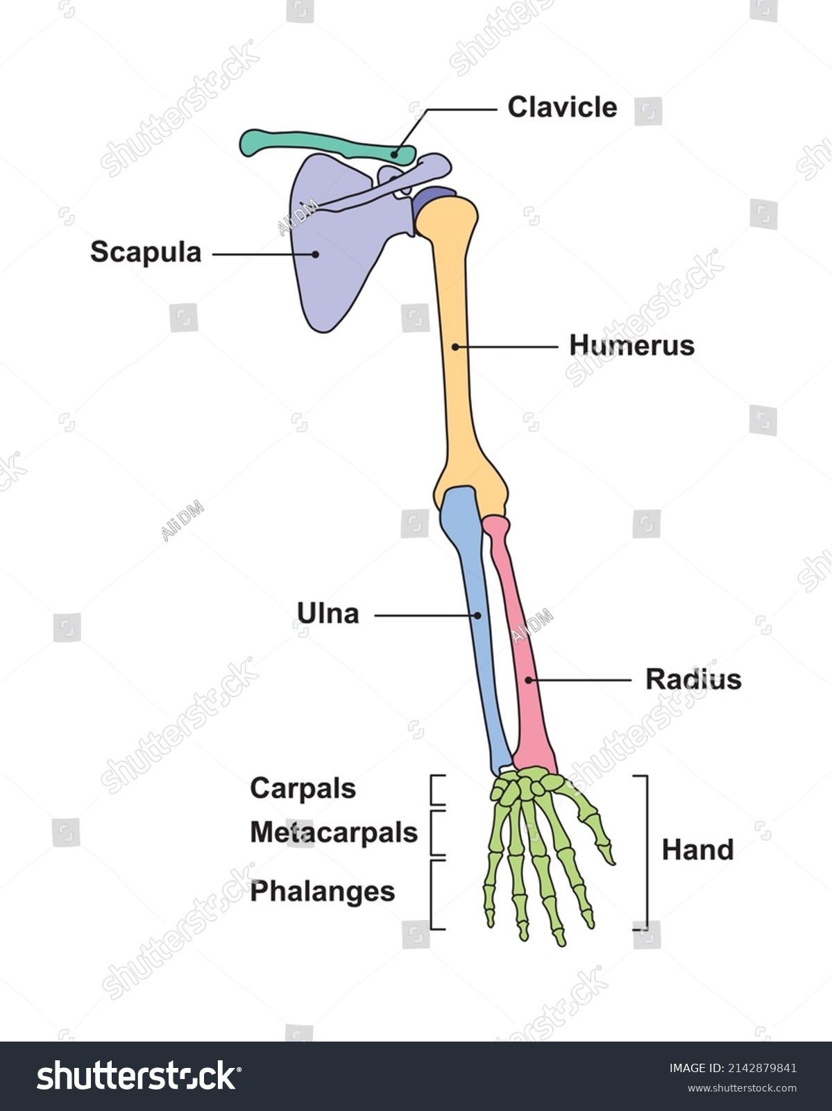 Structure Of A Human Arm at Rosalind Alva blog