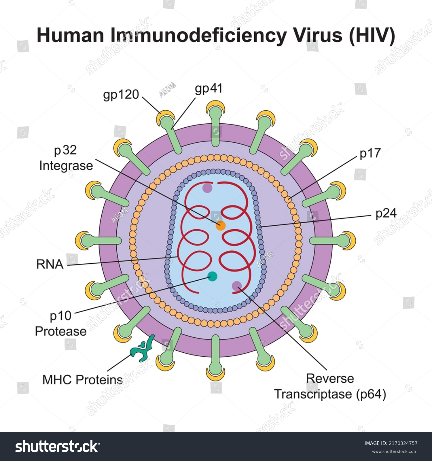 Scientific Designing Human Immunodeficiency Virus Hiv Stock Vector ...
