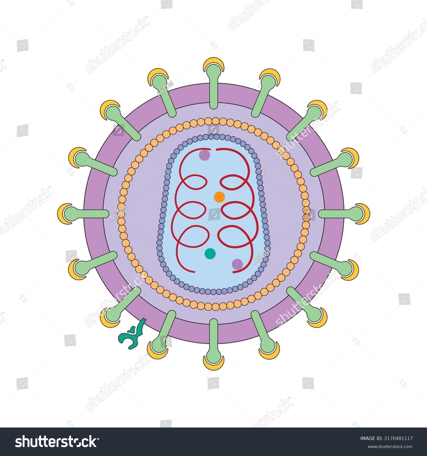 Scientific Designing Human Immunodeficiency Virus Hiv Stock Vector ...