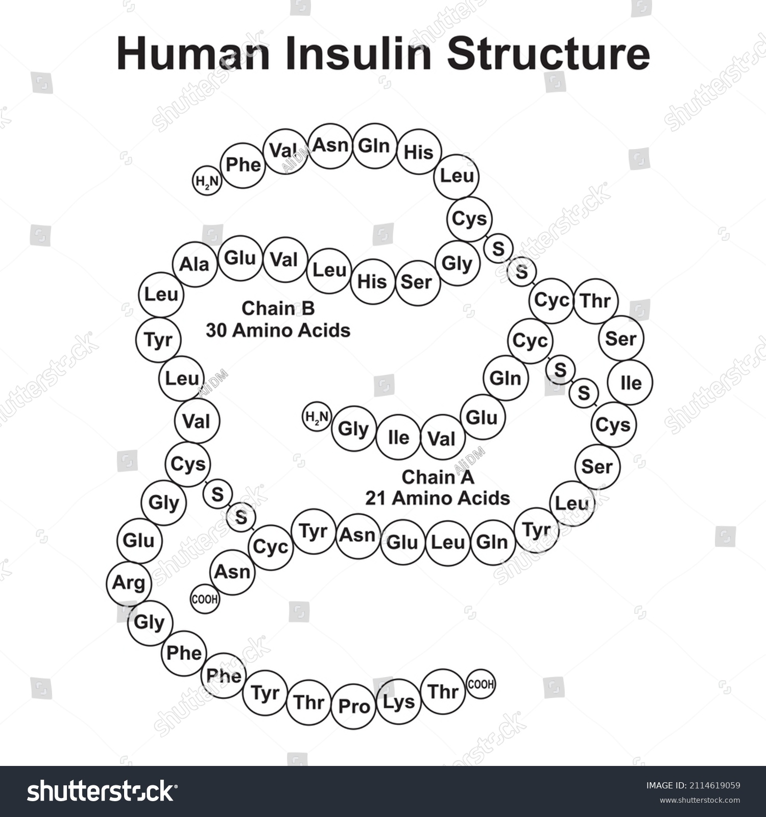 Scientific Designing Human Insulin Structure Vector Stock Vector ...