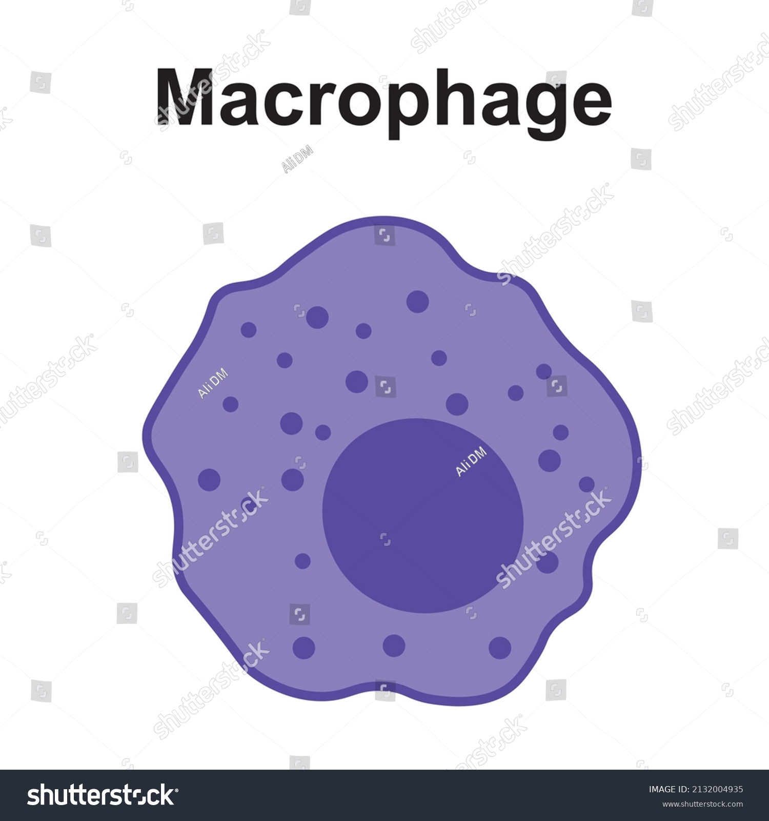 Conception scientifique du macrophage. La Structure image vectorielle