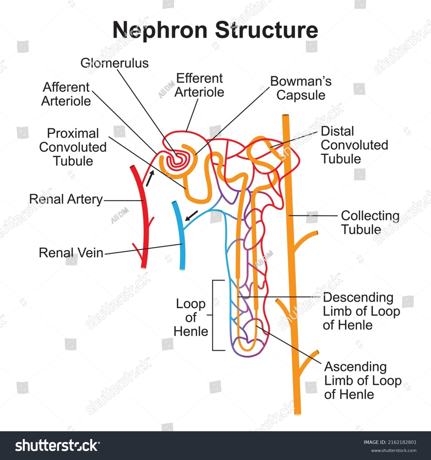 Scientific Designing Nephron Structure Microscopic Structural Stock ...