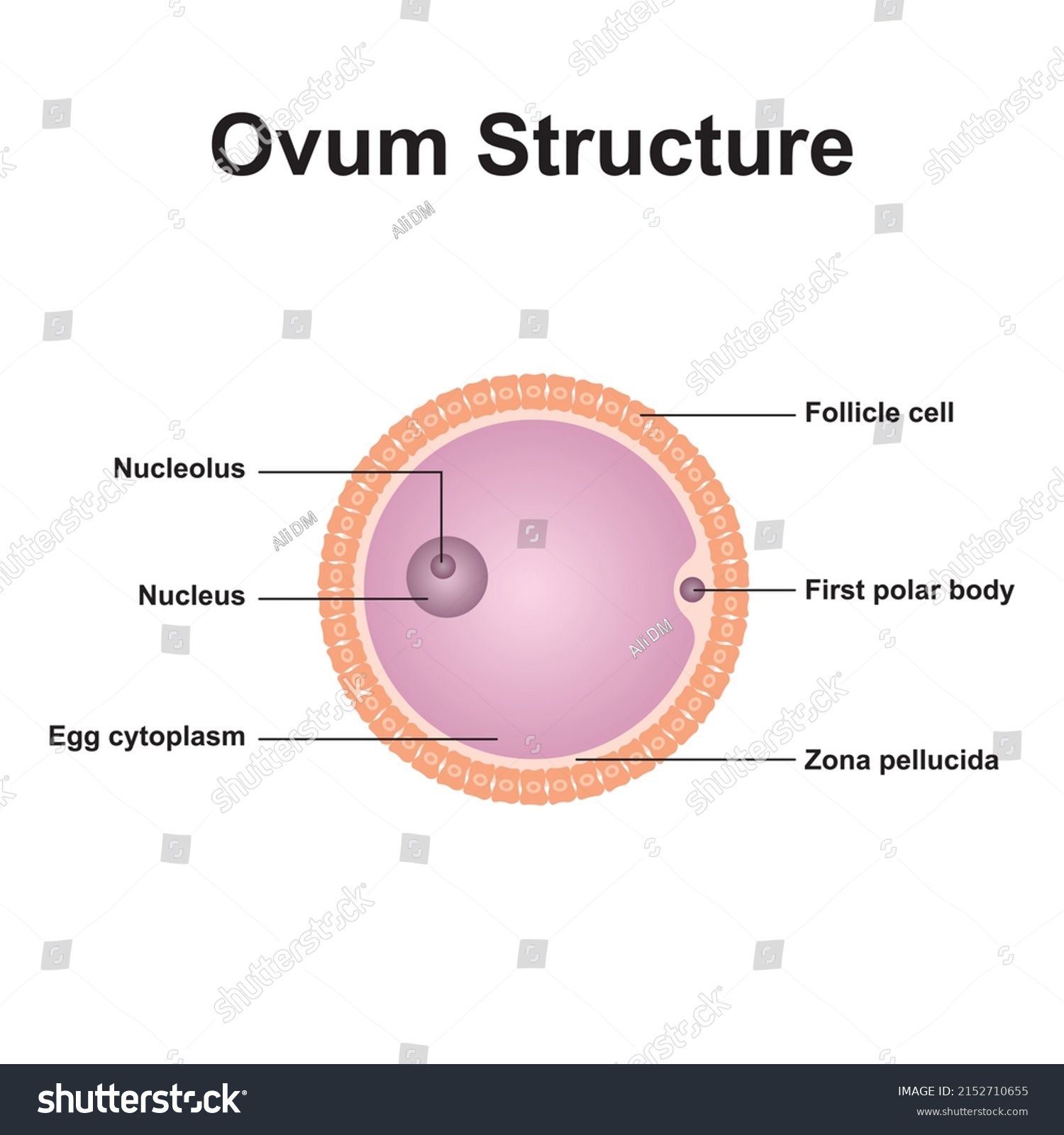 Scientific Designing Ovum Structure Colorful Symbols Stock Vector ...
