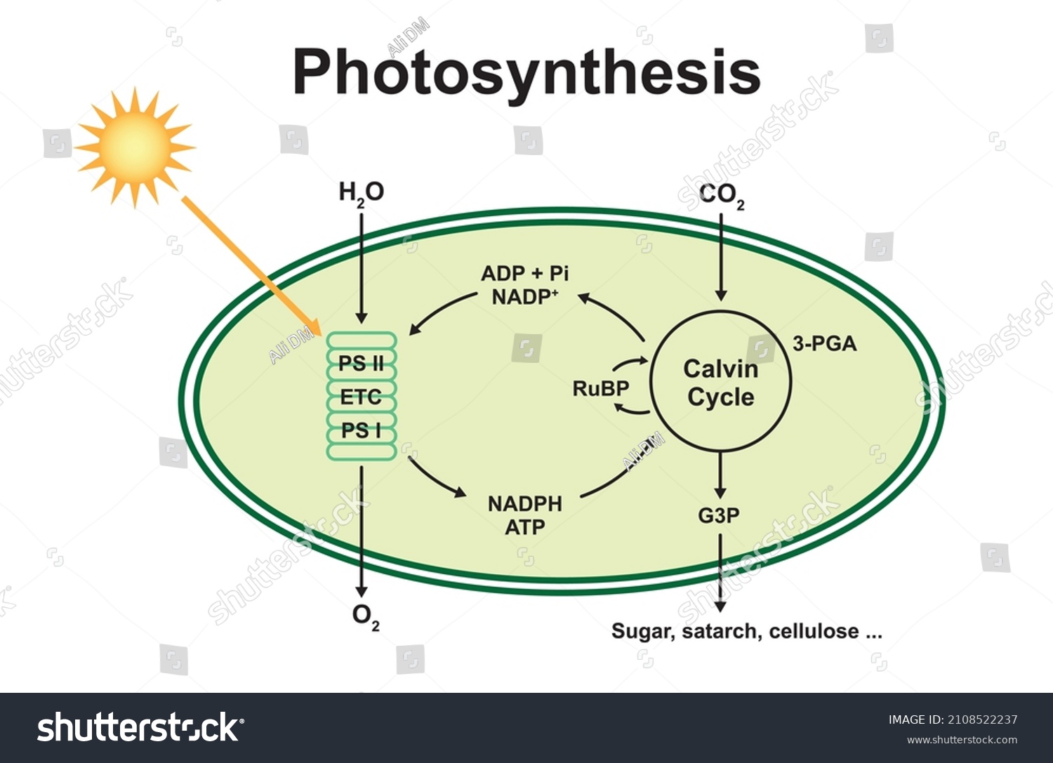 Scientific Designing Photosynthesis Process Colorful Symbols Stock ...