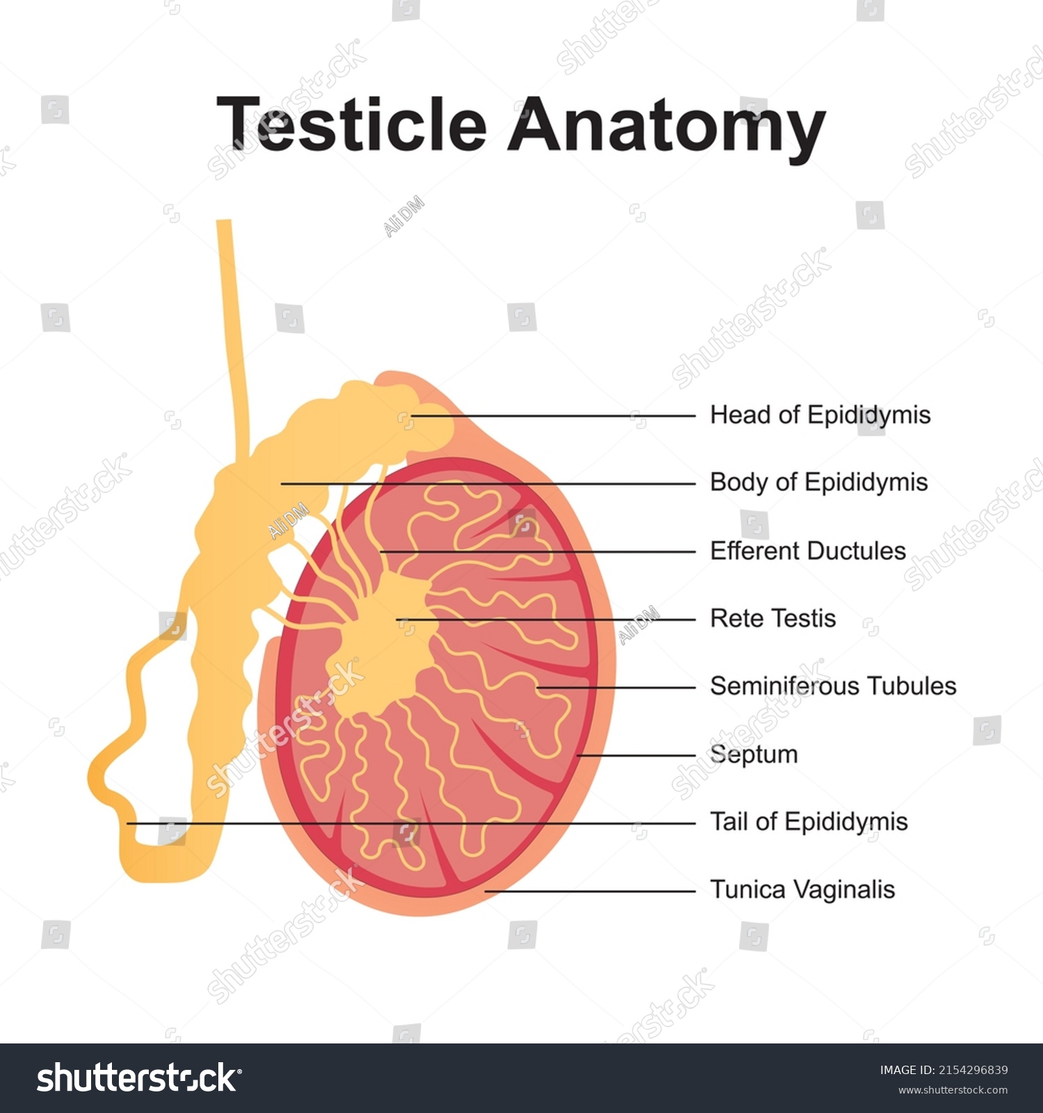 Scientific Designing Testicle Anatomy Organ That Stock Vector Royalty