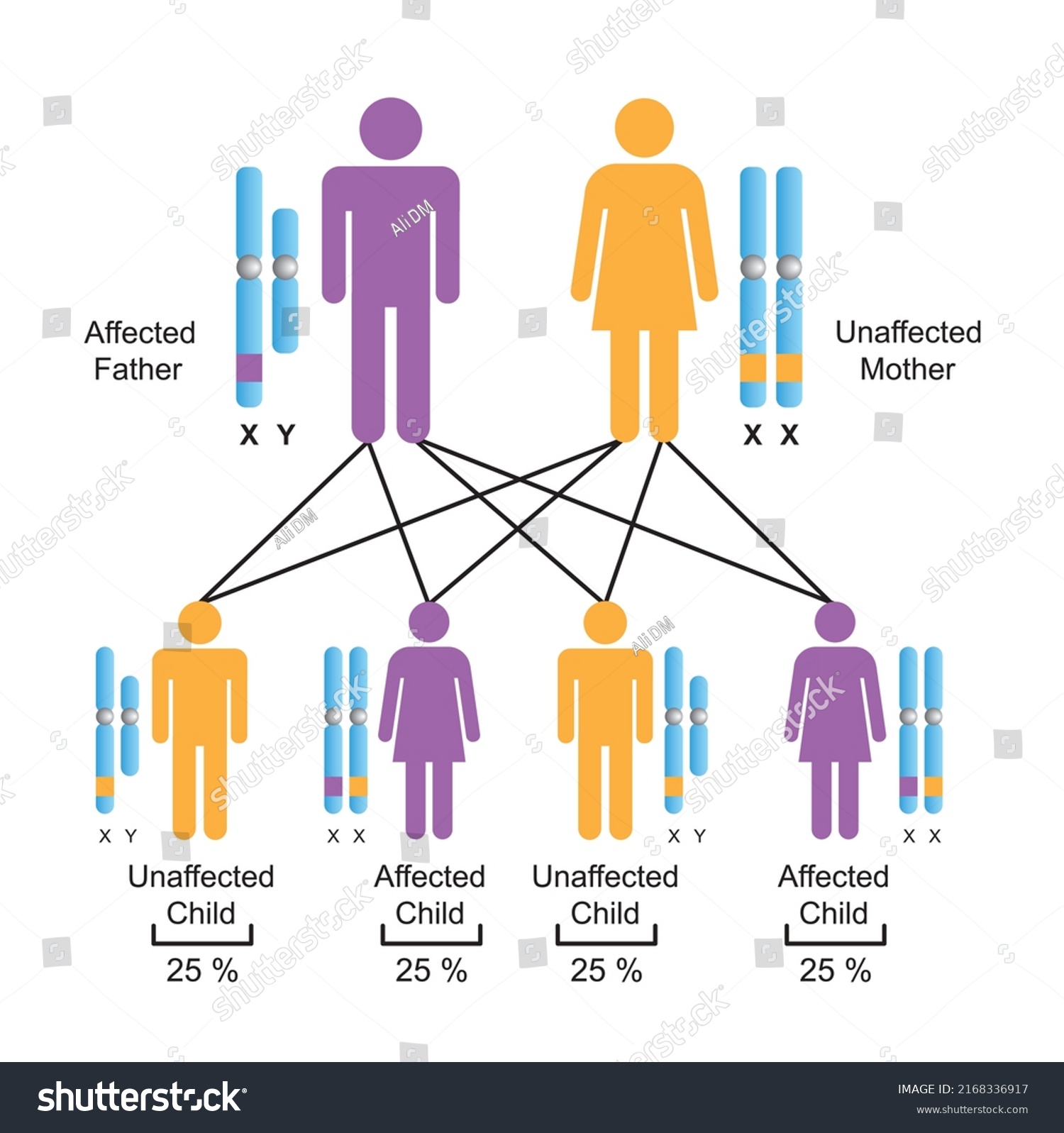 Scientific Designing Xlinked Dominant Inheritance Colorful Stock Vector ...