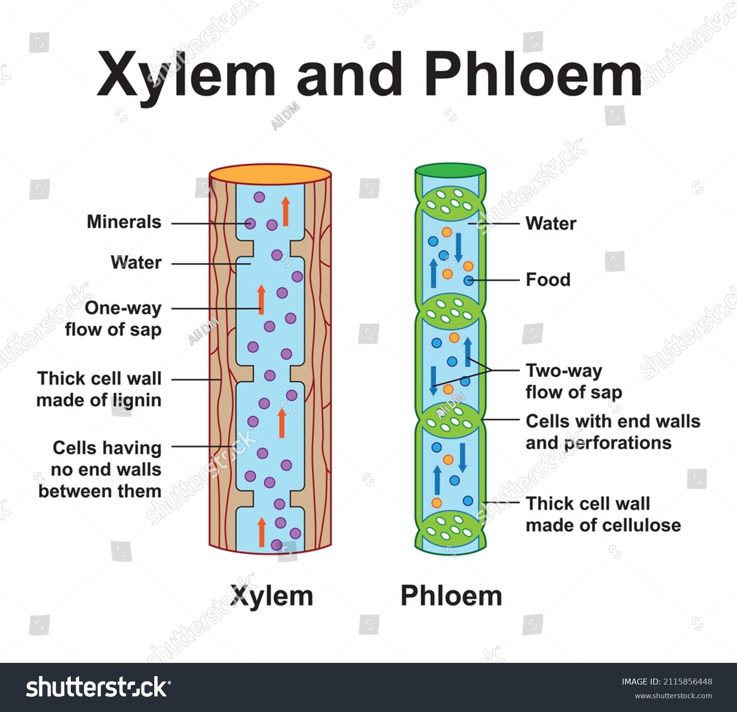 3,922 Xylem Images, Stock Photos & Vectors | Shutterstock