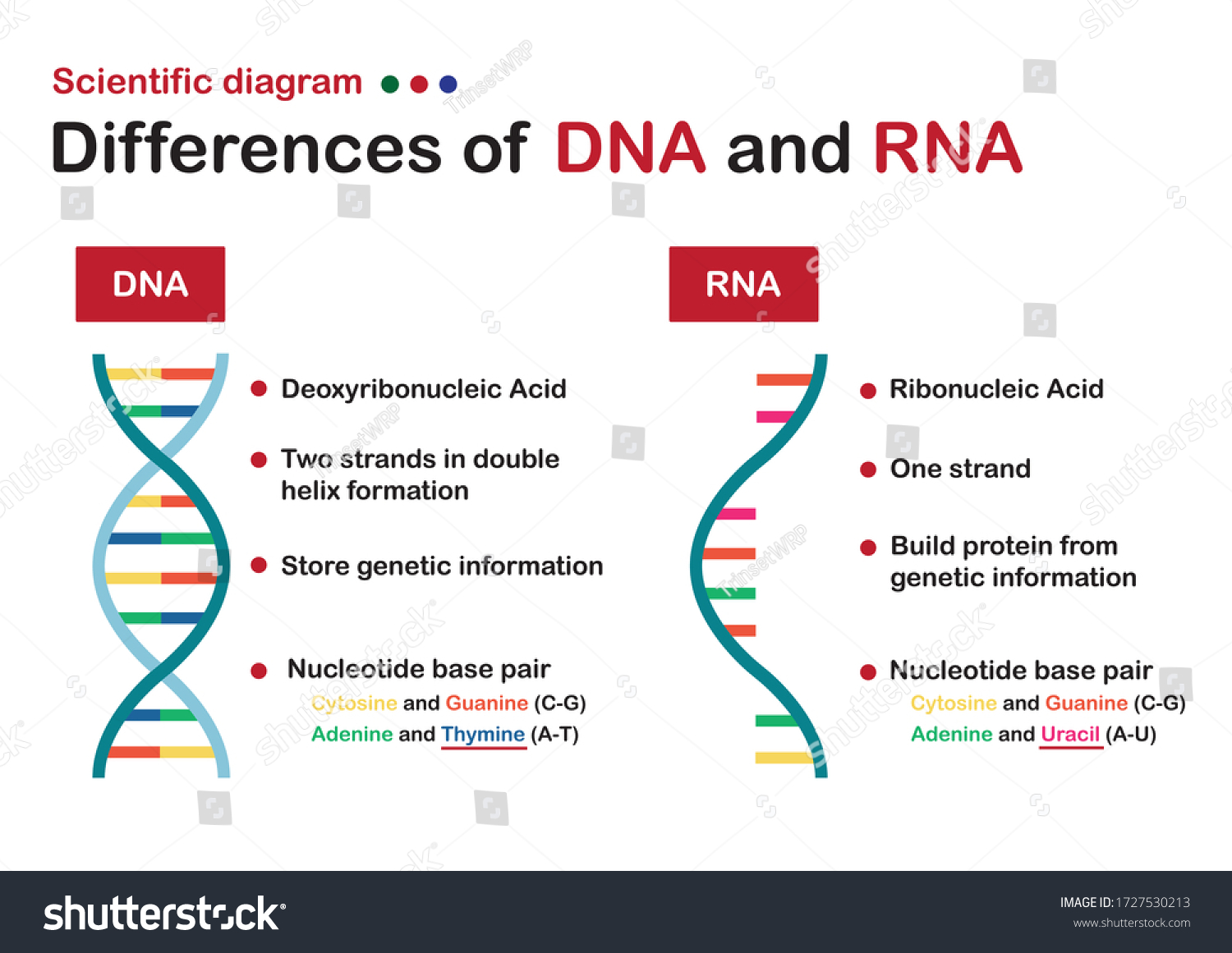 Scientific Diagram Show Difference Between Dna Stock Vector (Royalty ...