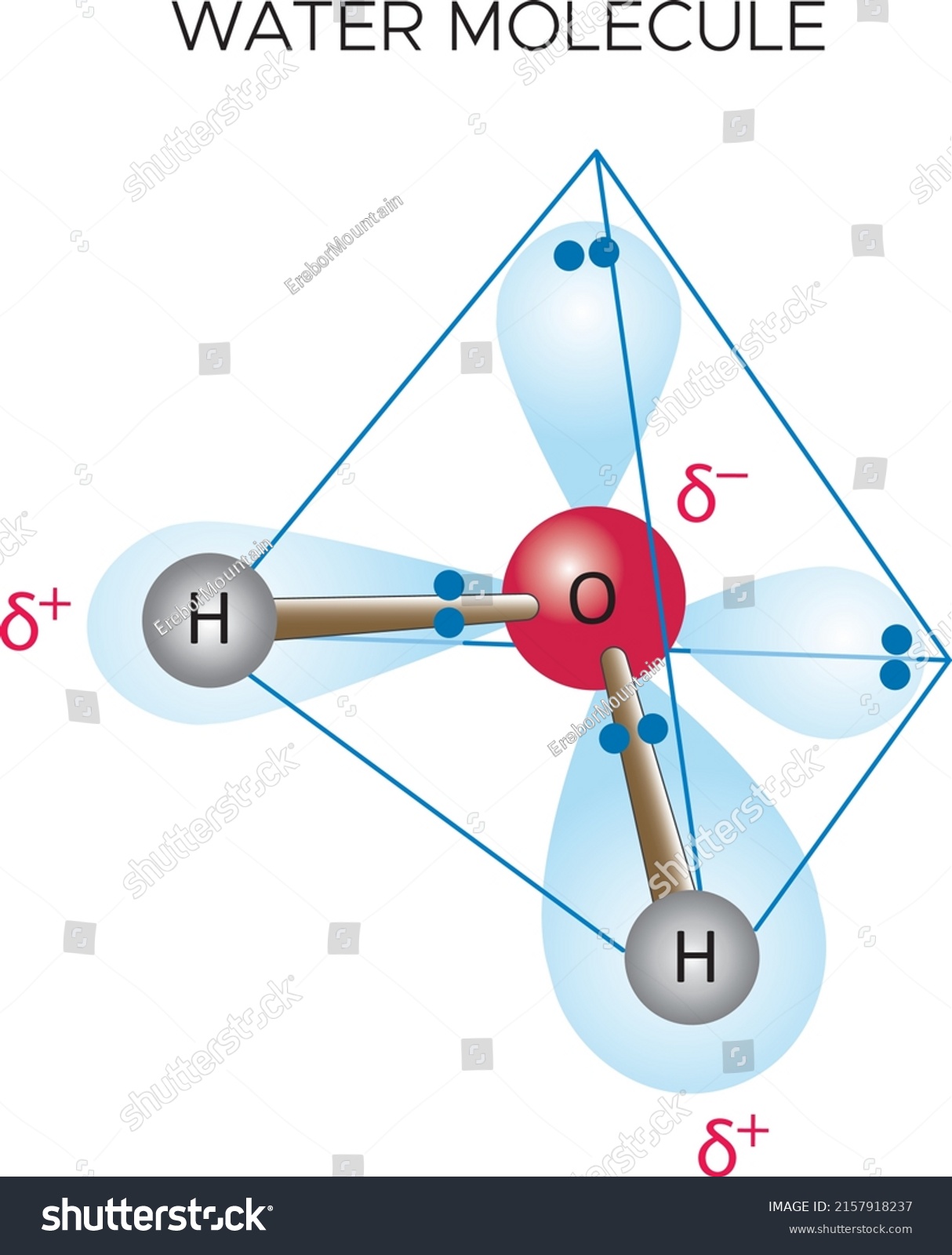 Scientific Diagram Show Water Molecule Oxygen Stock Vector (Royalty