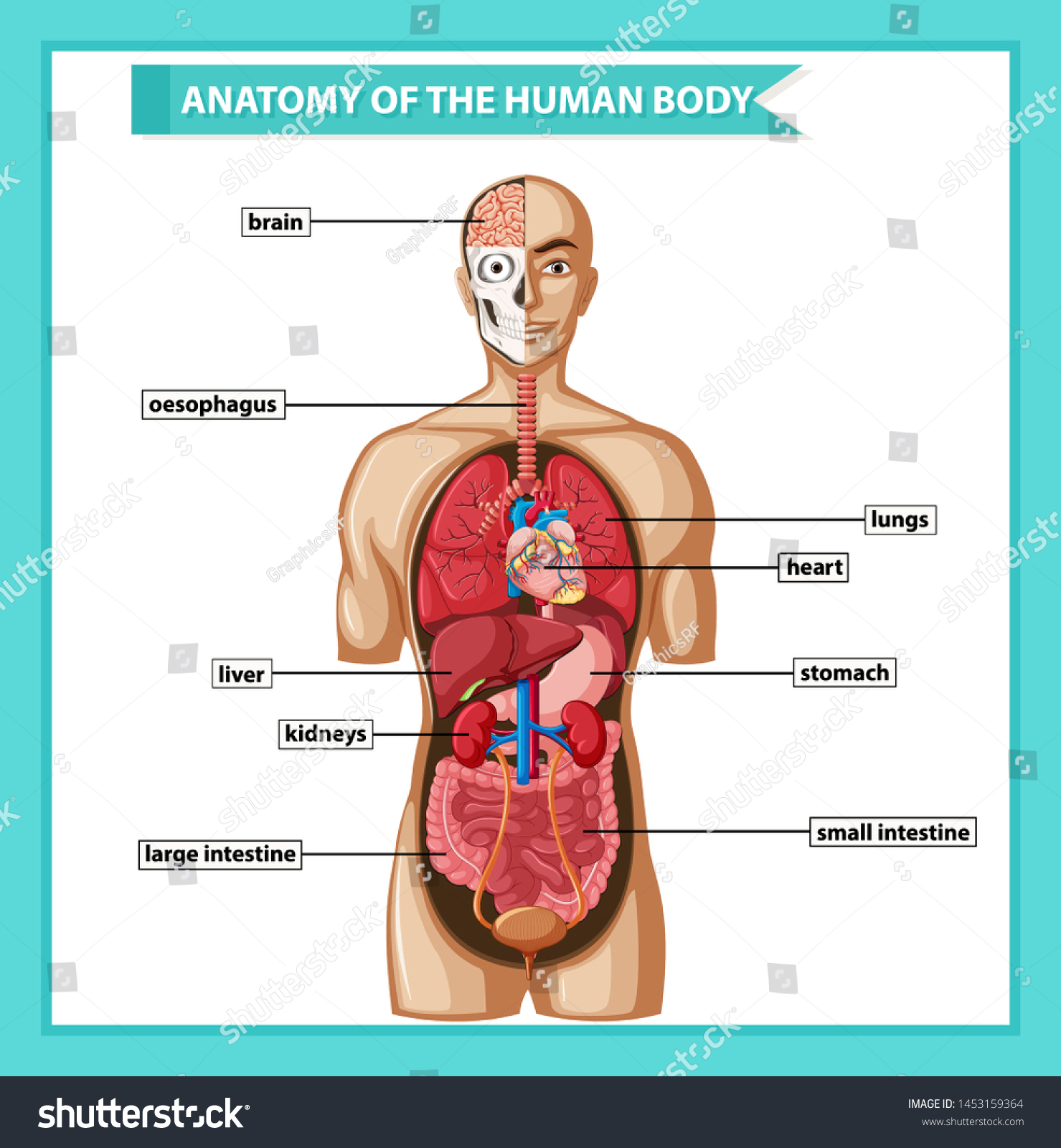 人体解剖図の科学的な医学イラスト のベクター画像素材 ロイヤリティフリー