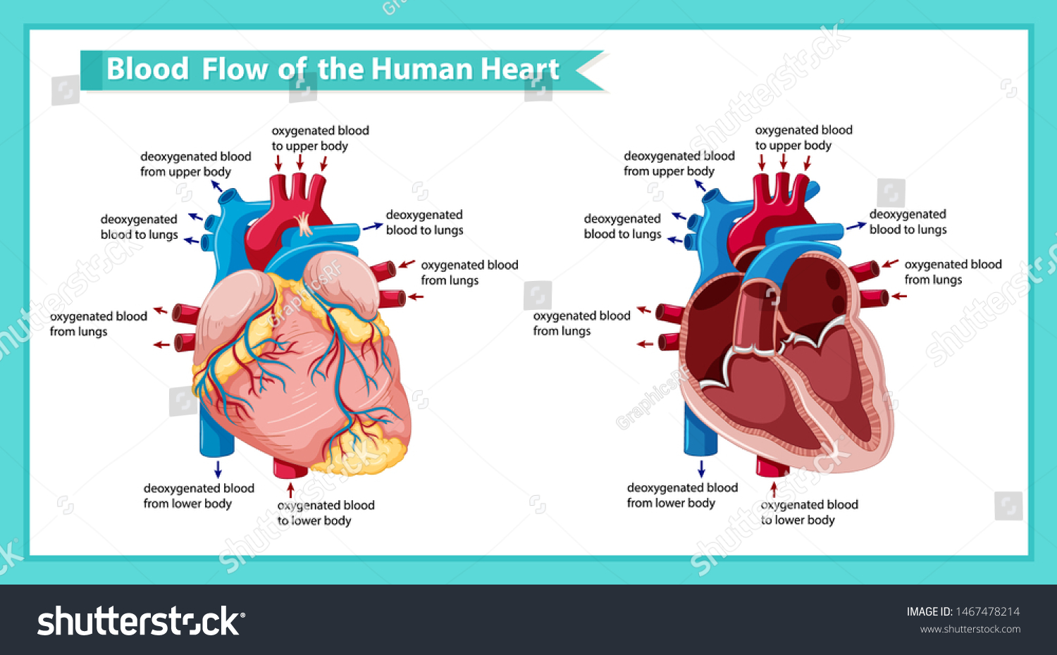 Scientific Medical Illustration Ofblood Flow Through Stock Vector ...