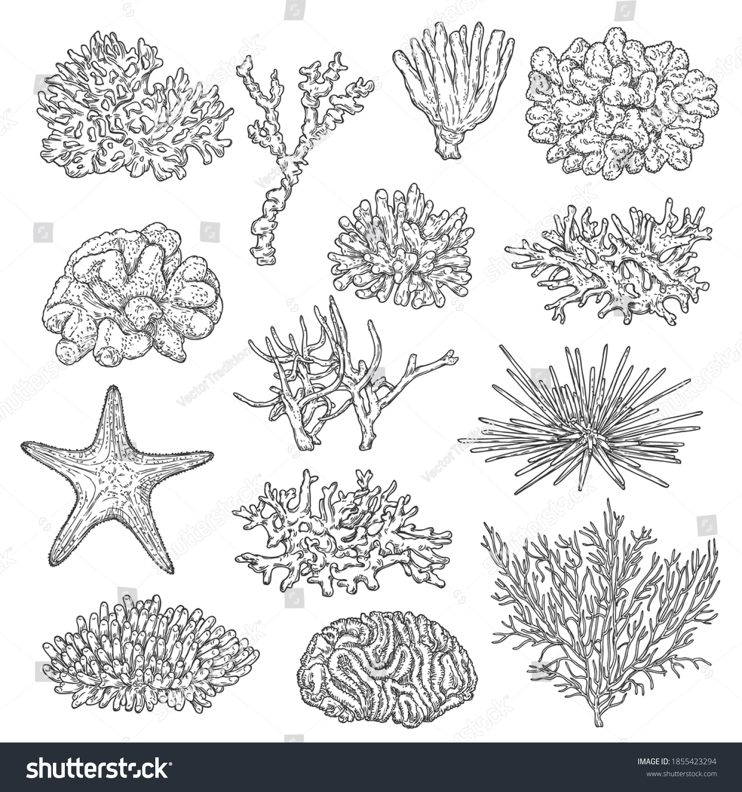 29,253 Coral species Images, Stock Photos & Vectors | Shutterstock