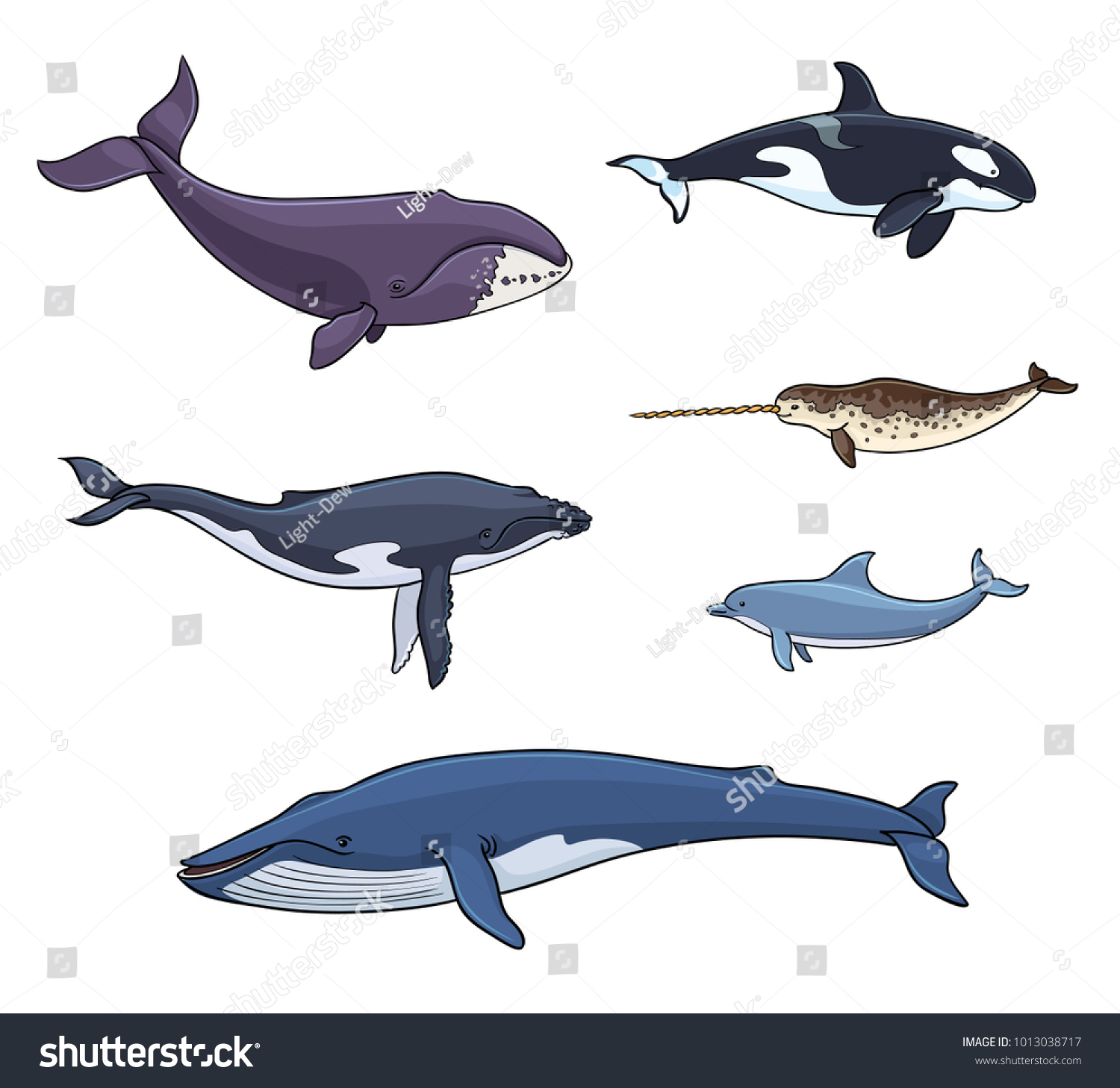 Sea Mammals Cetacea Different Whales Dolphin Stock Vector (Royalty Free ...