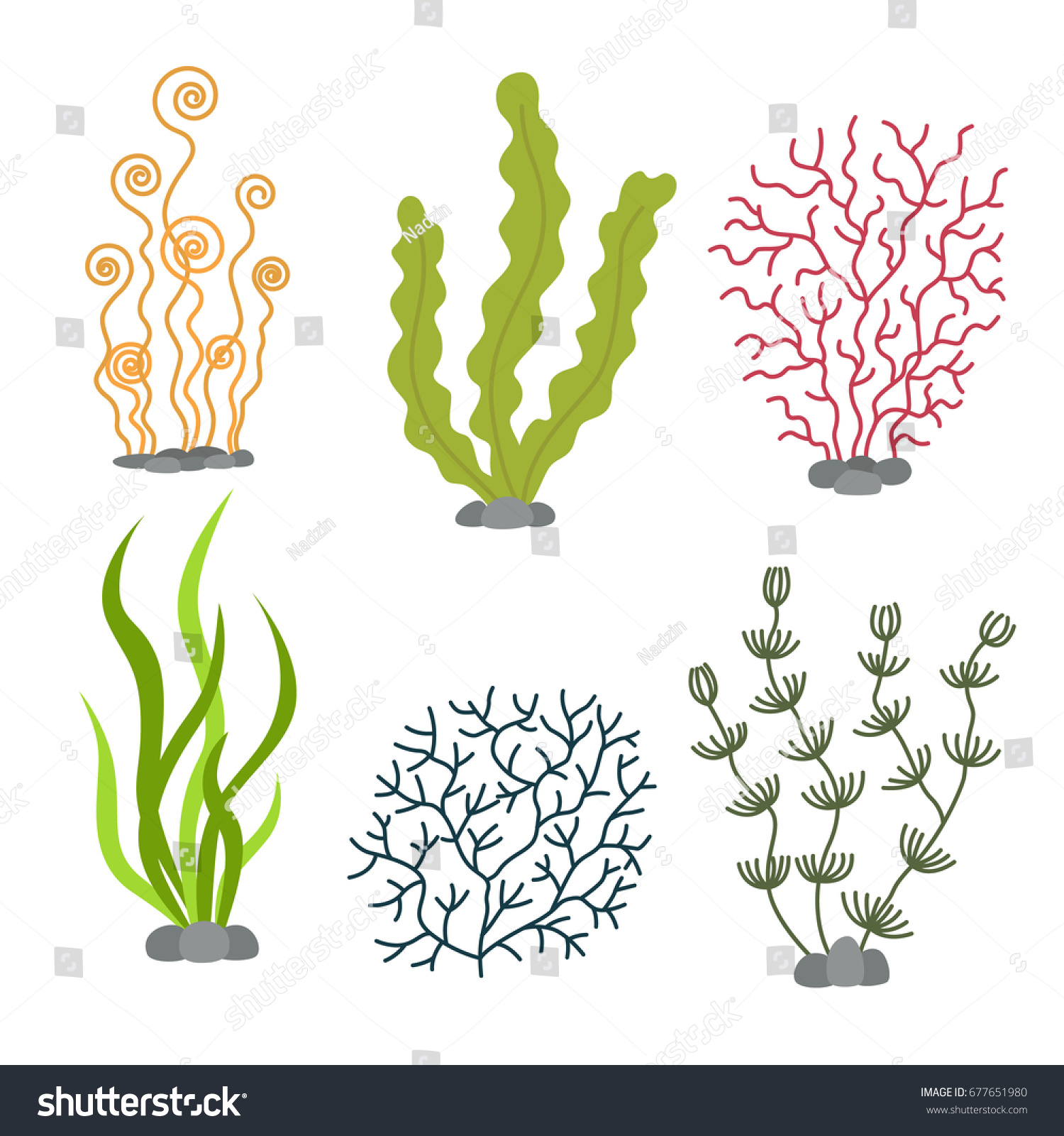 海草と水生海藻 海藻セットのベクターイラスト のベクター画像素材 ロイヤリティフリー