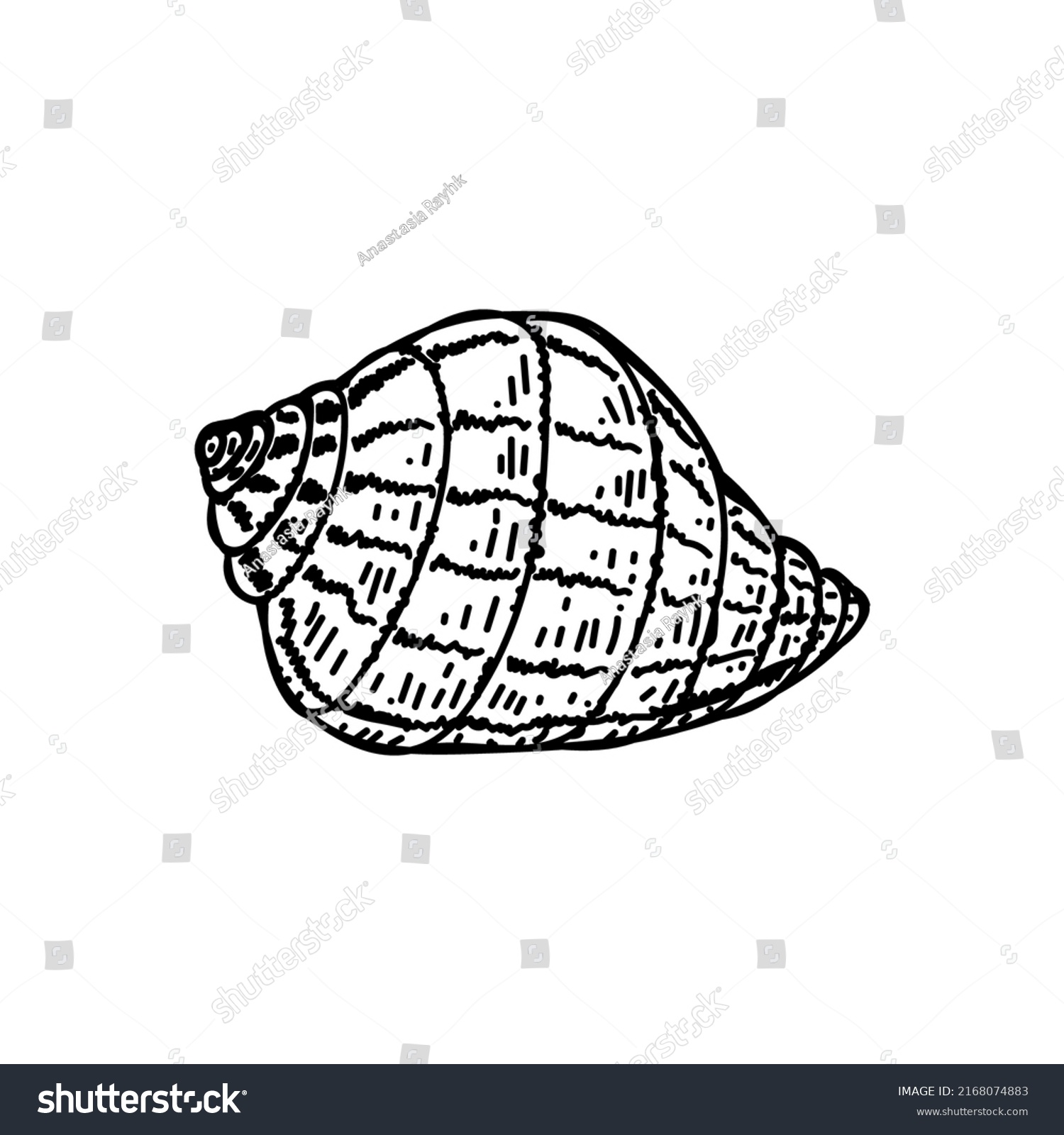 Sea Shell Handdrawn Sketch Style Decor Stock Vector (Royalty Free ...