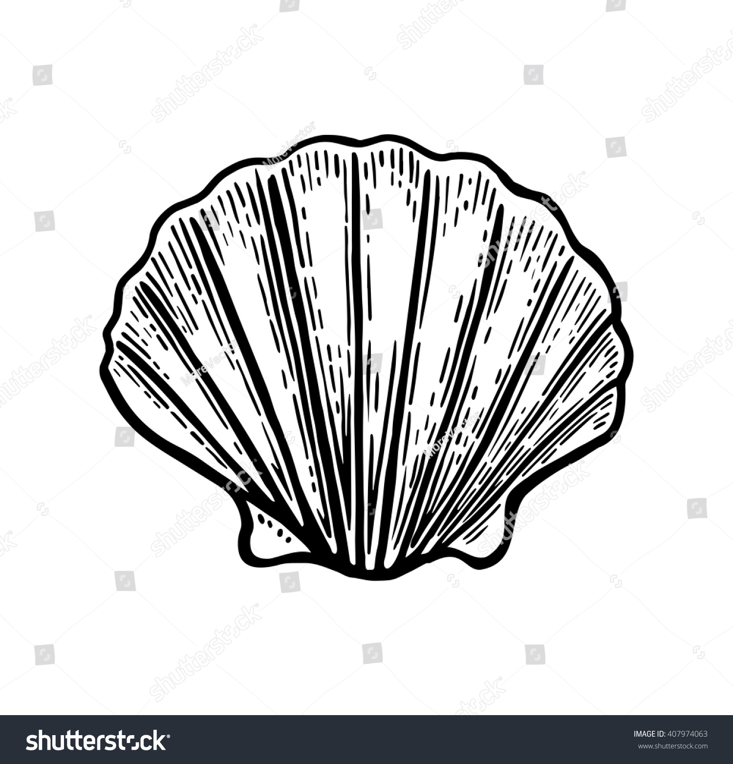 Sea Shell Scallop Black Engraving Vintage Stock Vector (Royalty Free ...