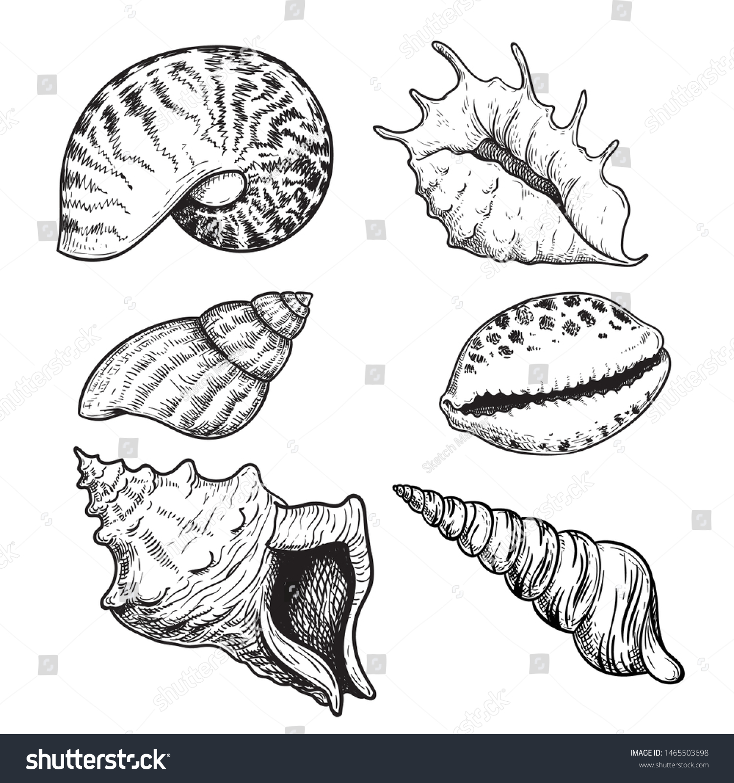 Sea Shells Sketch Set Hand Drawn Stock Vector (Royalty Free) 1465503698 ...