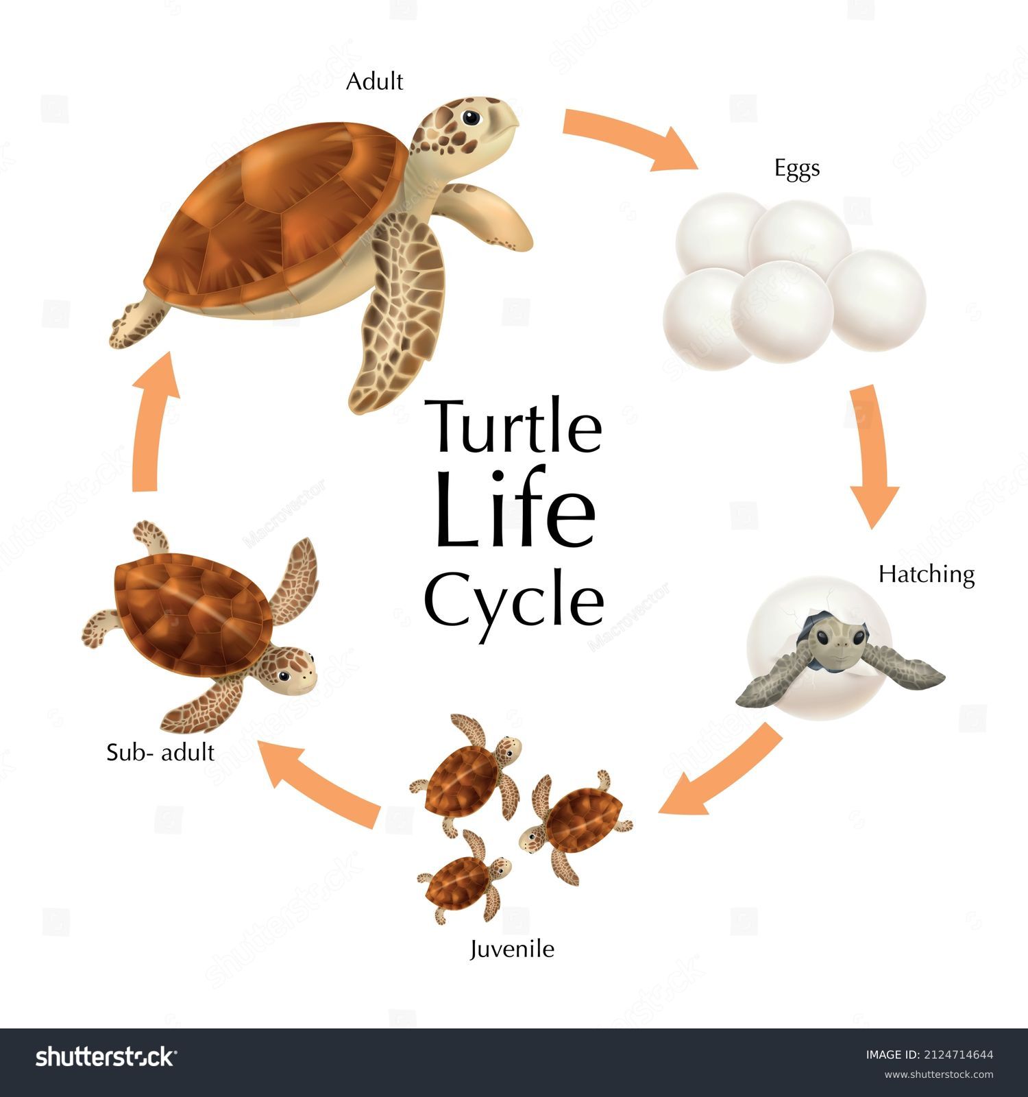 Sea Turtle Life Cycle Infographic Set Stock Vector (Royalty Free ...