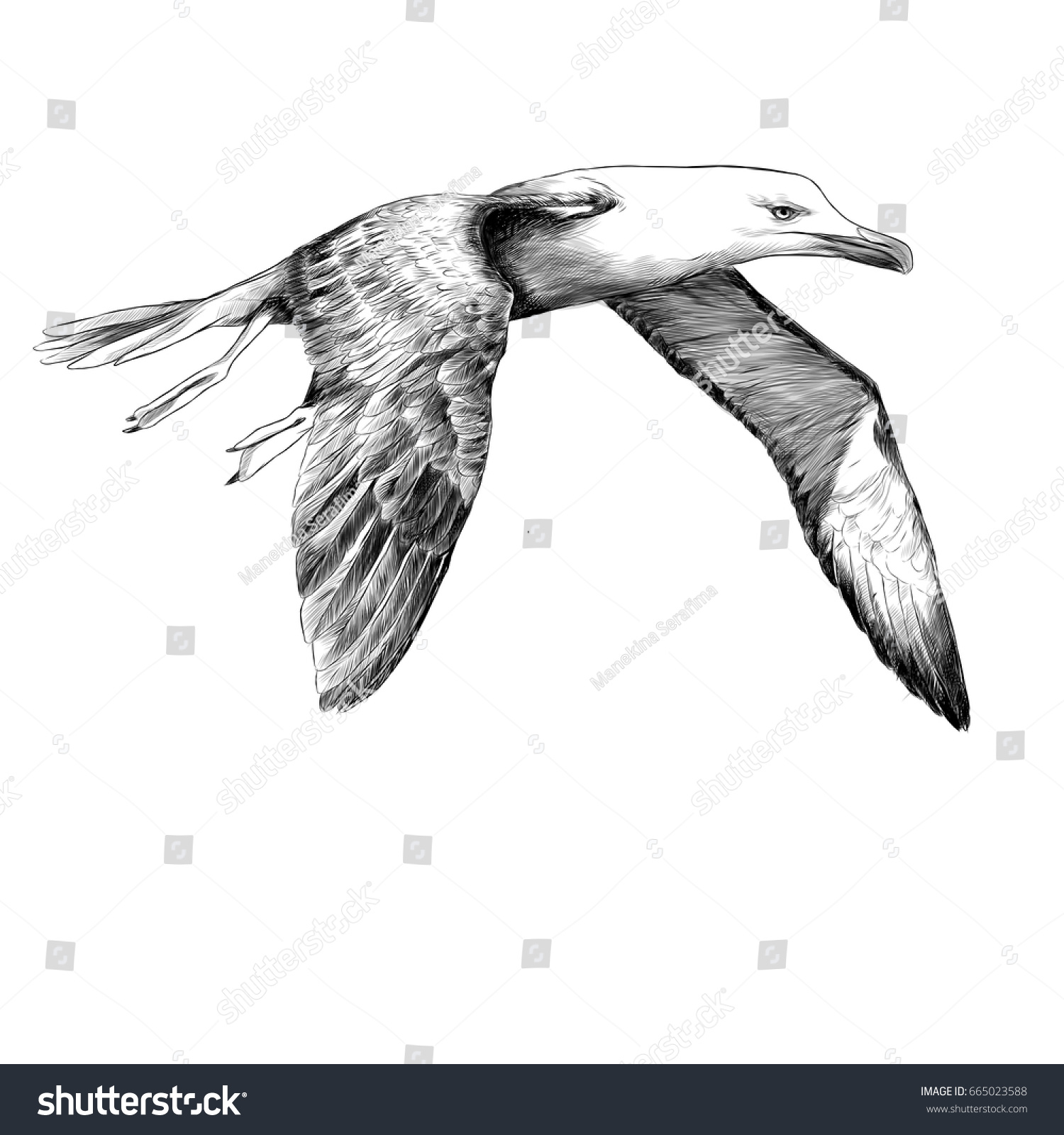 Seagull Albatross Bird Flight Open Wings Stock Vector Royalty Free 665023588 