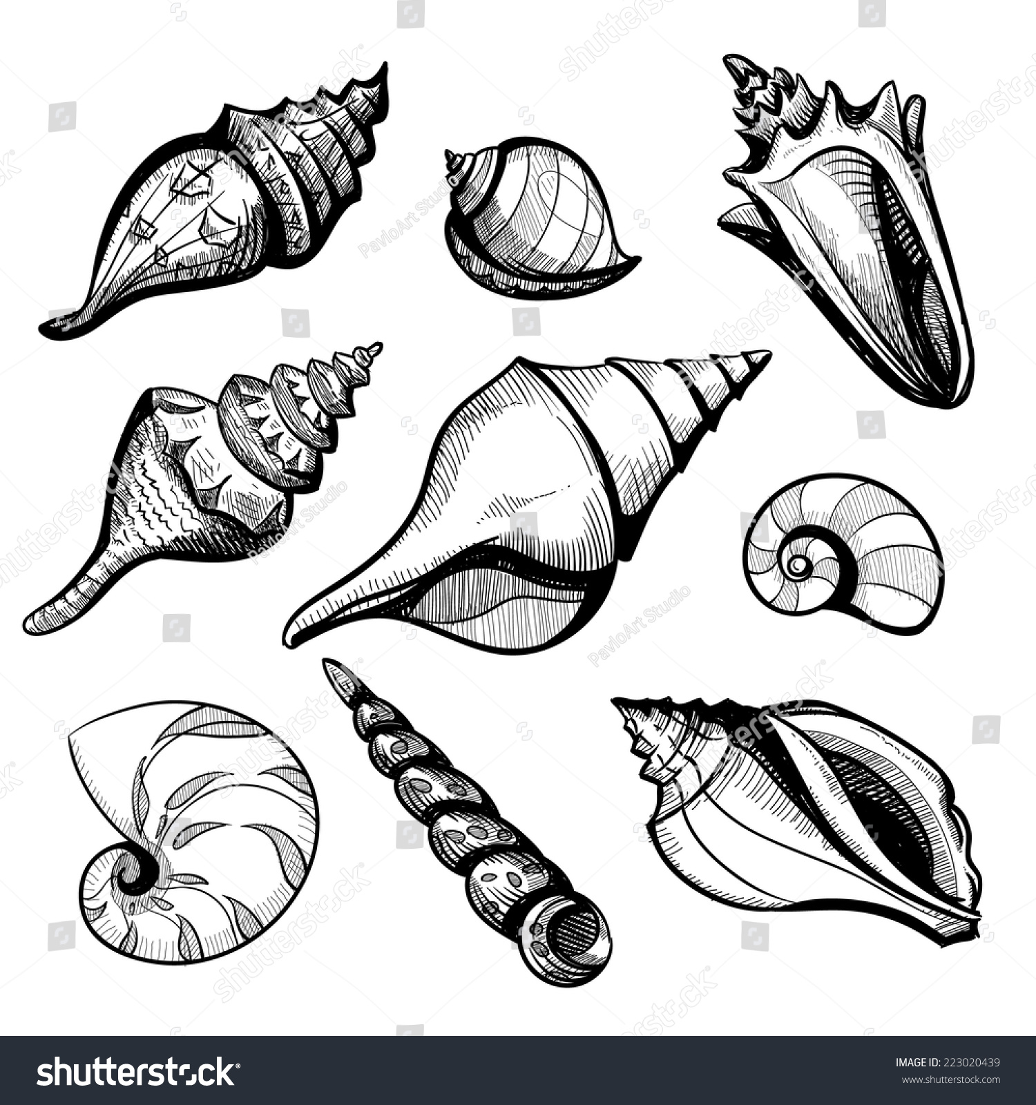 Seashell Vector Sketch Set Isolated Stock Vector 223020439 - Shutterstock