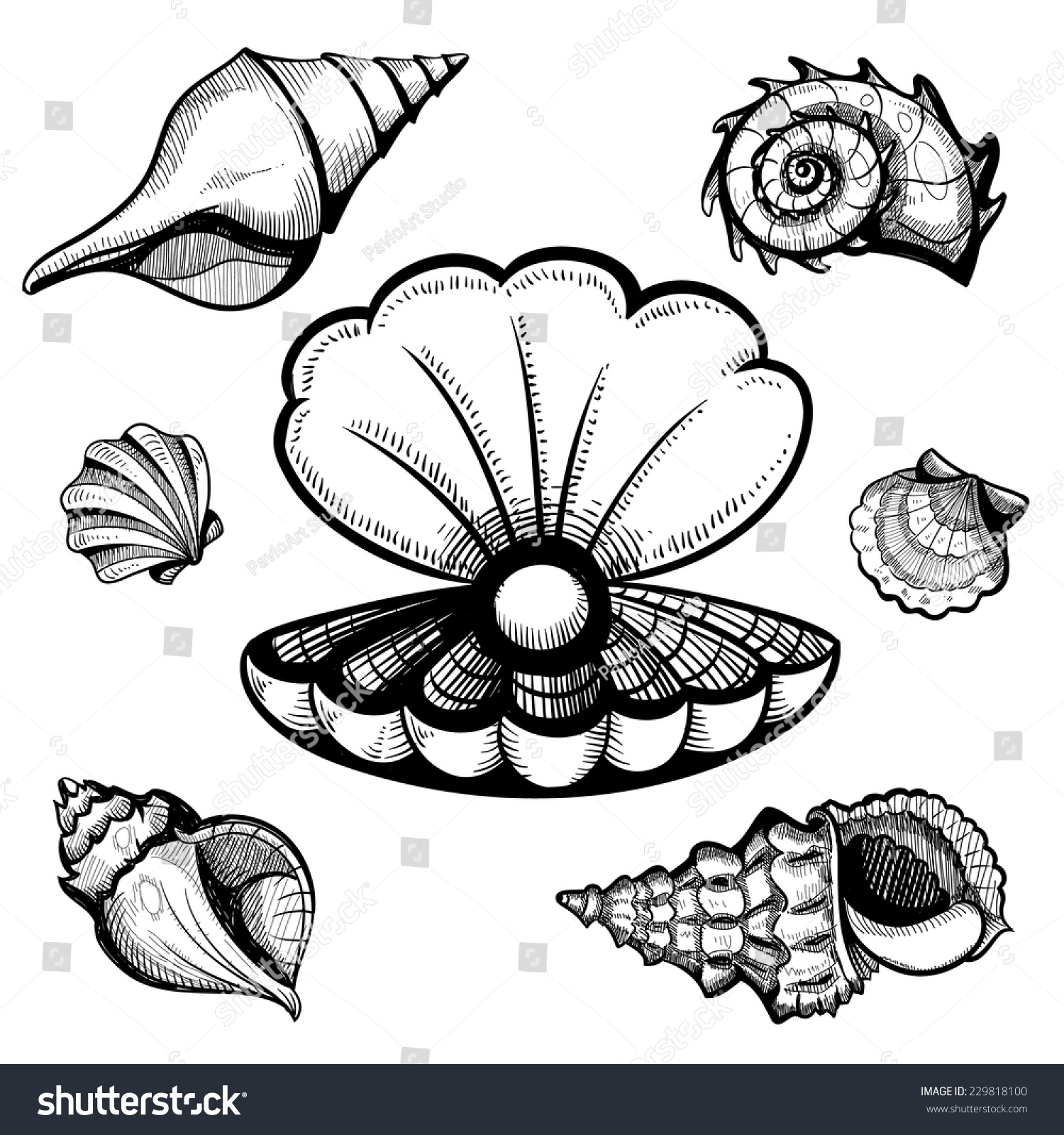 Seashells Vector Sketch Set Illustration Stock Vector (royalty Free 