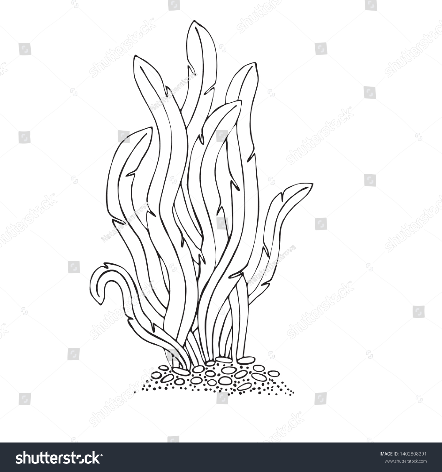 Seaweed Black White Contour Image Seaweed Stock Vector (Royalty Free ...