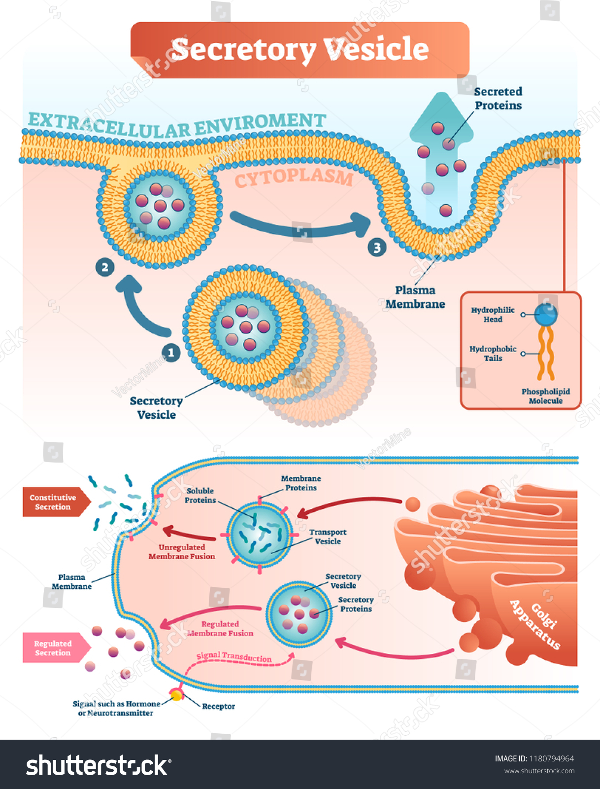 Secretory Vesicle Vector Illustration Labeled Closeup Stock Vector Royalty Free 1180794964