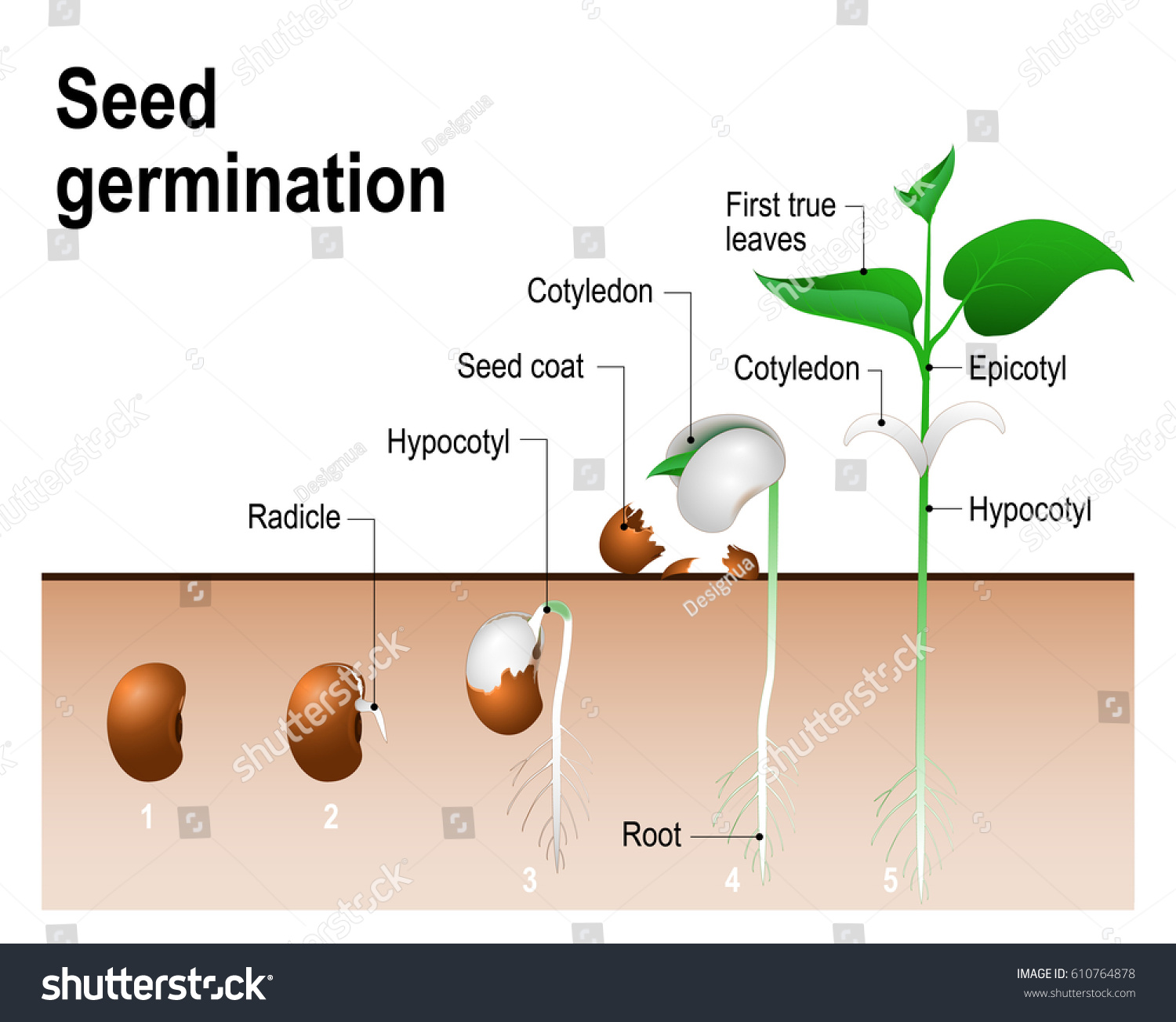 Seed Germination Stock Vector Royalty Free Shutterstock