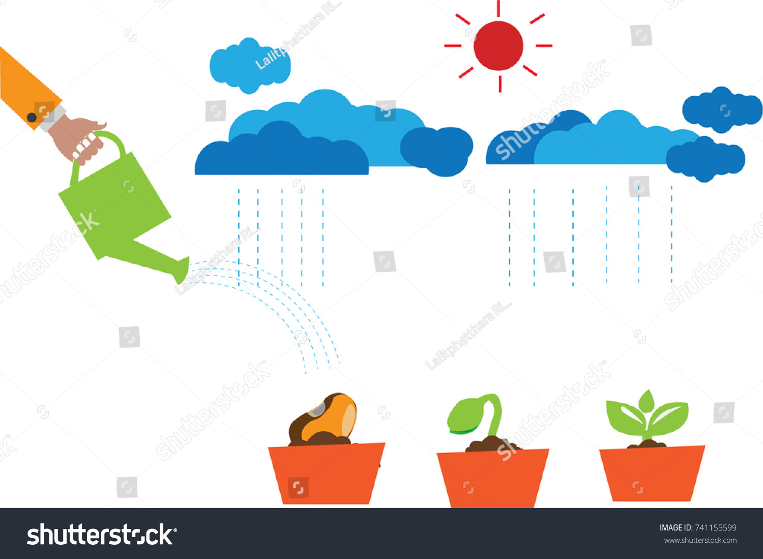 Seed Germination Diagram