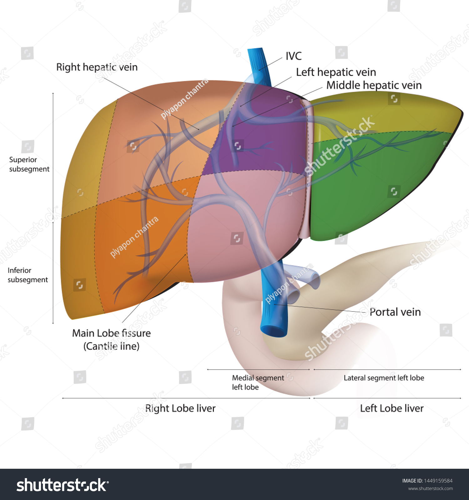 Liver segments