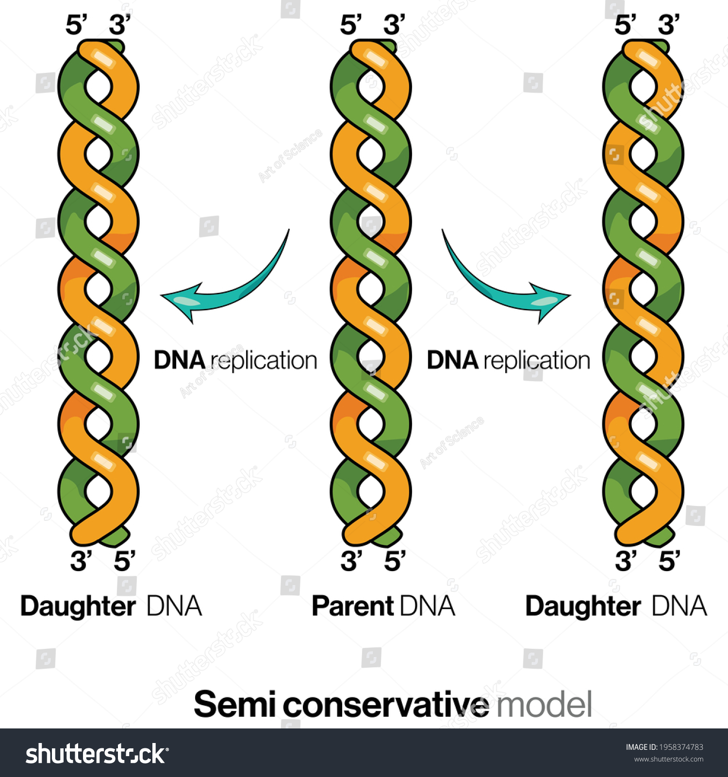 Semi Conservative Model Dna Replication Cells Stock Vector Royalty Free