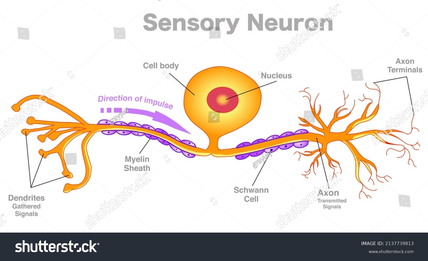 anatomie-des-neurones-sensoriels-parties-de-image-vectorielle-de