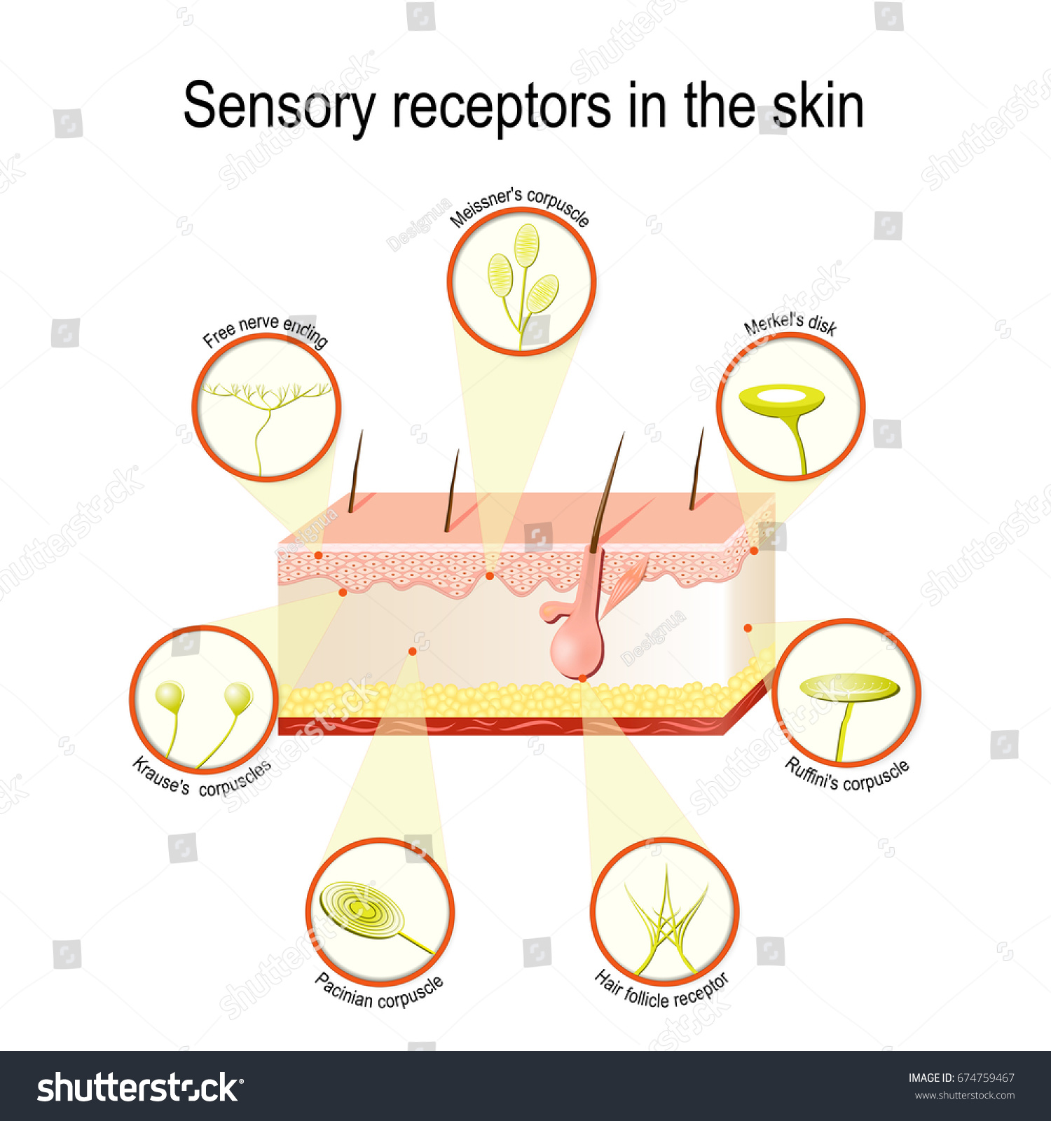 Sensory Receptors Skin Pressure Vibration Temperature Stock Vector ...