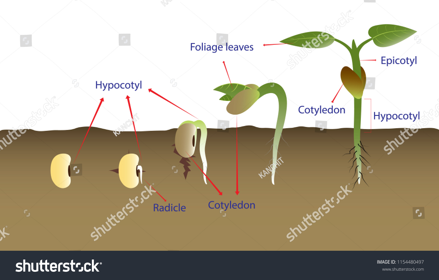 Sequence Bean Seeds Germination Soil Vector Stock Vector (Royalty Free ...