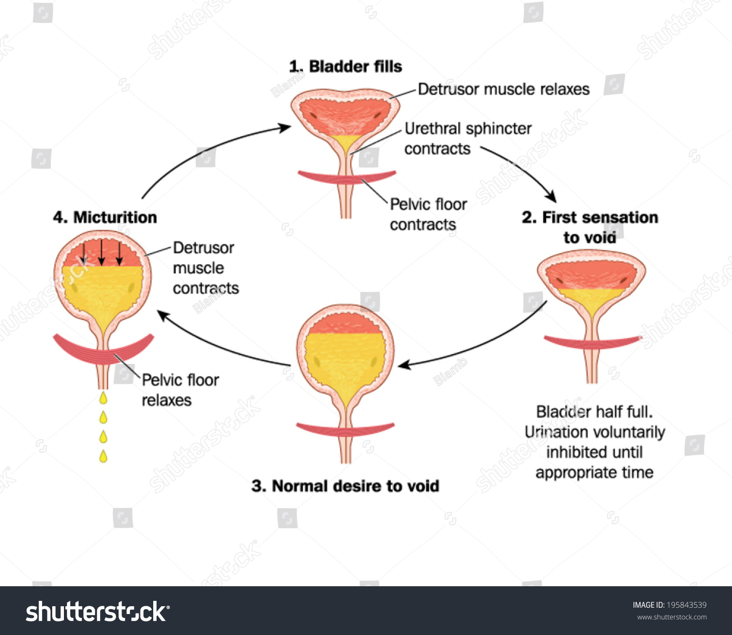 Sequence Of Events In Voiding The Bladder - Labelled Stock Vector ...