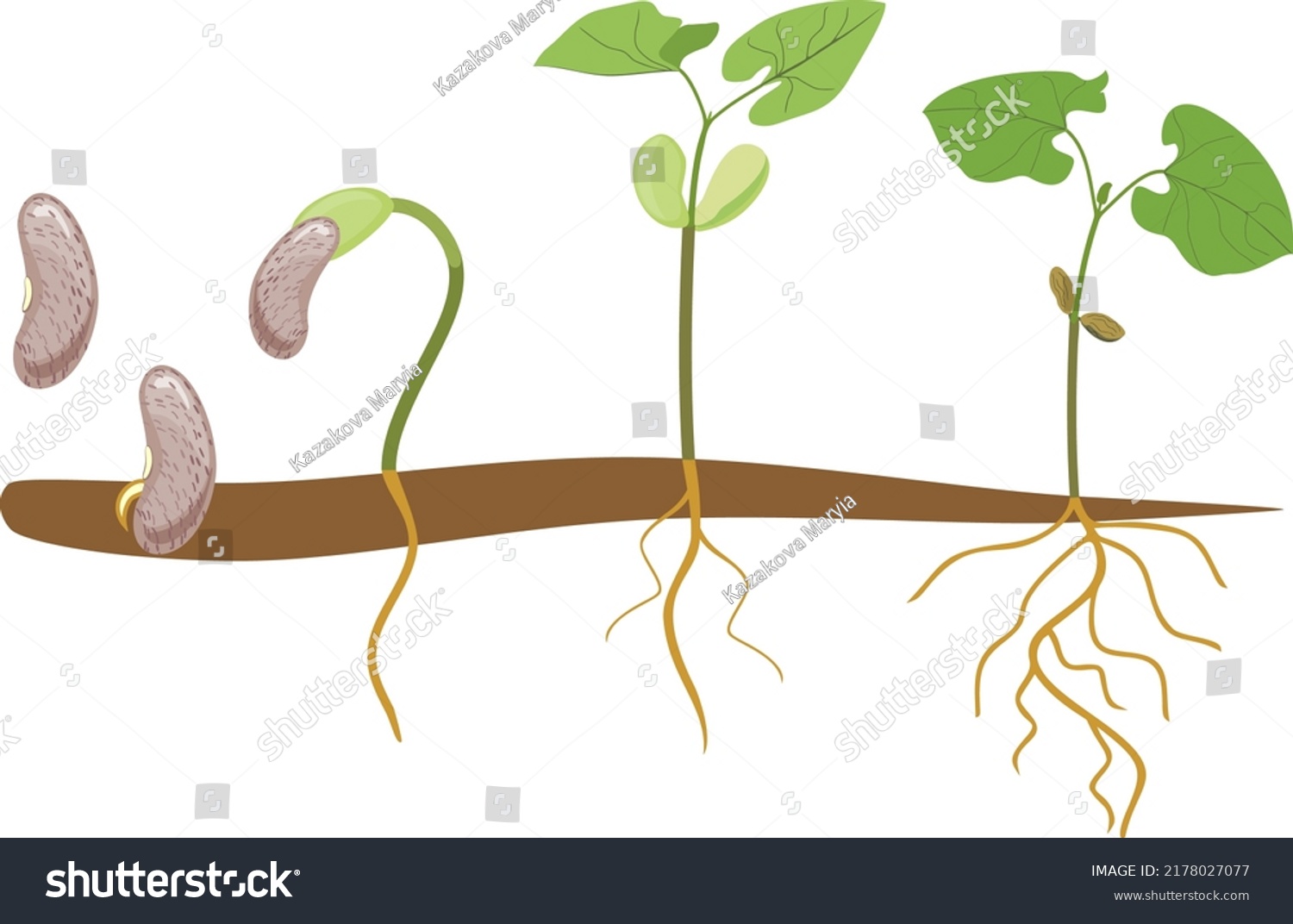 Sequence Growth Stages Bean Germination Seed Stock Vector Royalty Free