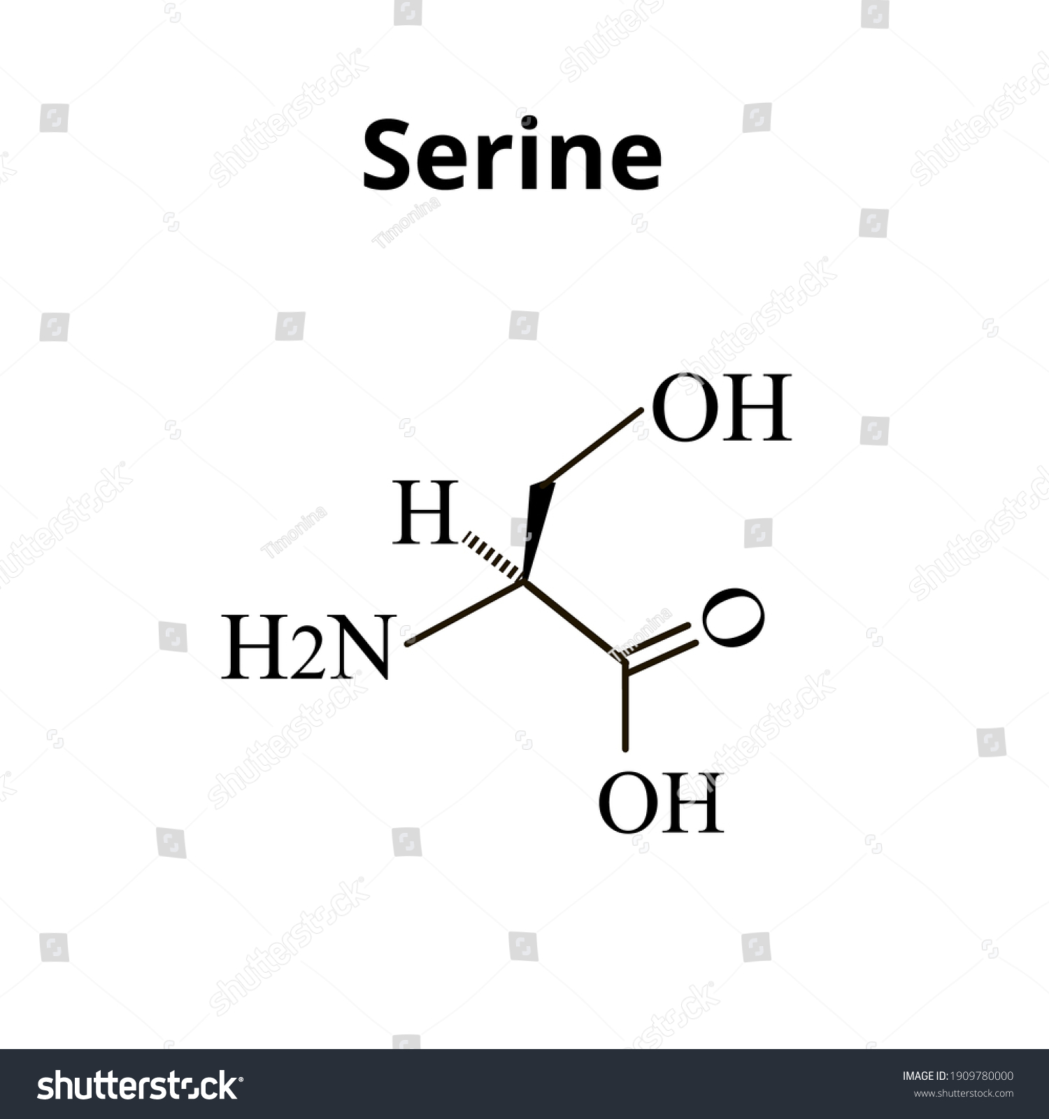 Serine Amino Acid Chemical Molecular Formula Stock Vector (Royalty Free ...