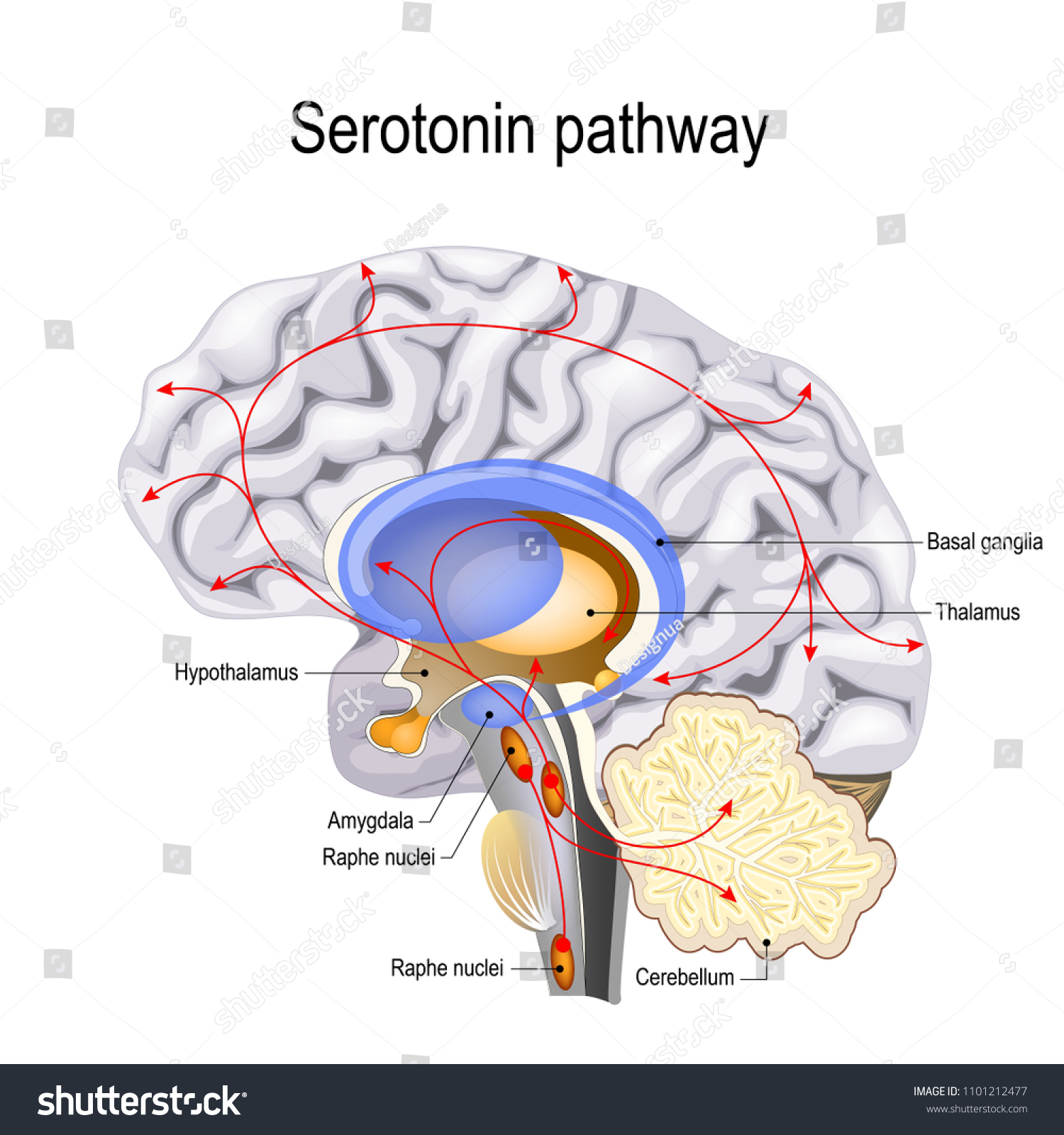 SVG of Serotonin pathway. Humans brain with serotonin pathways. psychiatric and neurological disorders. svg