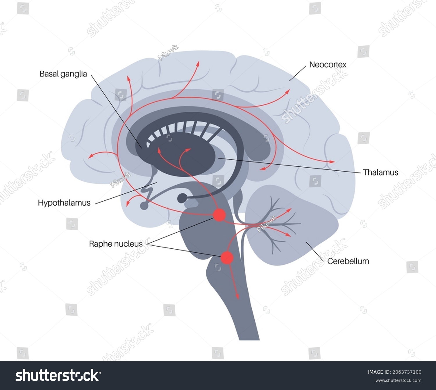 SVG of Serotonin pathway in the human brain. Monoamine neurotransmitter. Modulating mood, cognition, reward, learning, memory, and numerous physiological processes. Medical poster flat vector illustration. svg