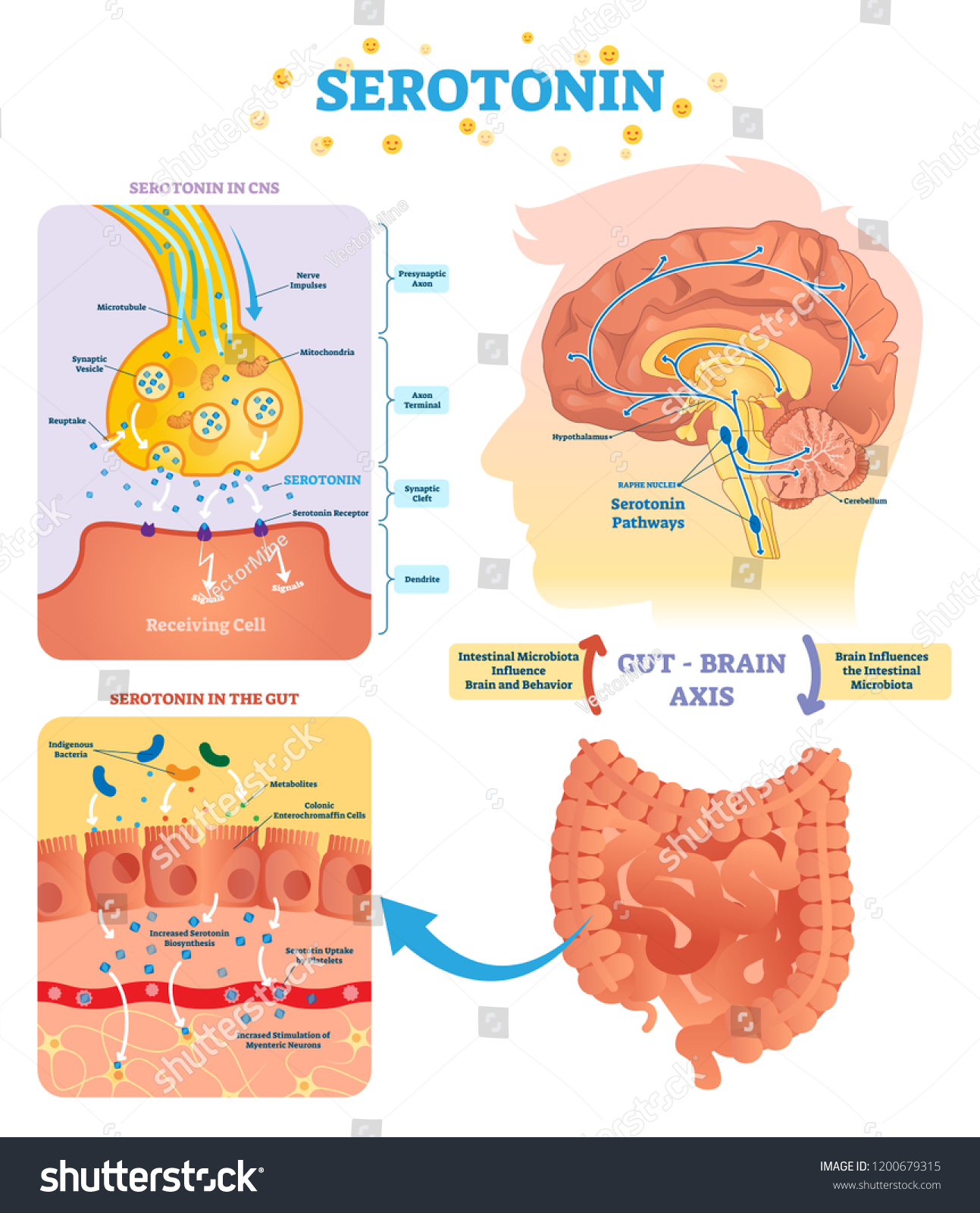 SVG of Serotonin vector illustration. Labeled diagram with gut brain axis and CNS. Intestinal microbiota influence brain behavior and intestinal cycle. Educational infographic. svg
