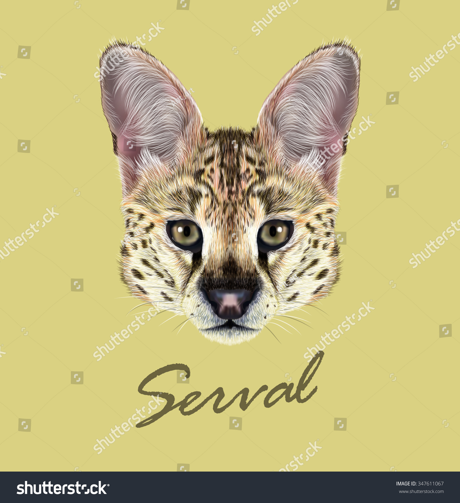 leptailurus serval kitten