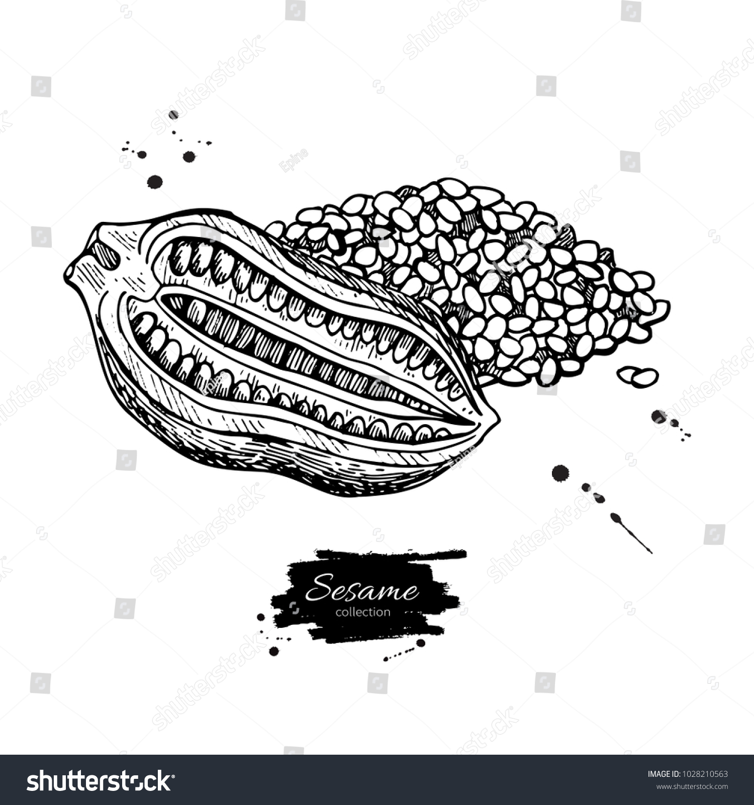 Sesame Nut Seed Vector Drawing Hand Stock Vector (Royalty Free) 1028210563